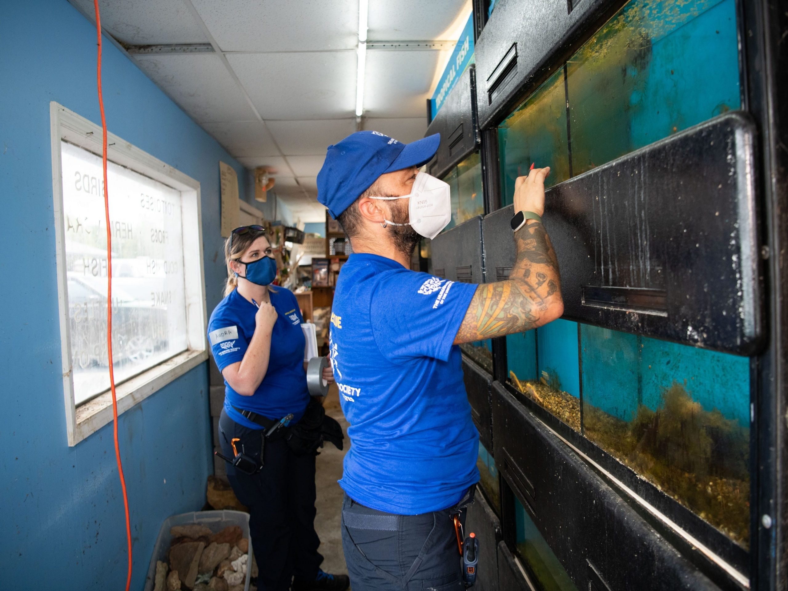 Humane Society staff peer at aquariums in a pet store.