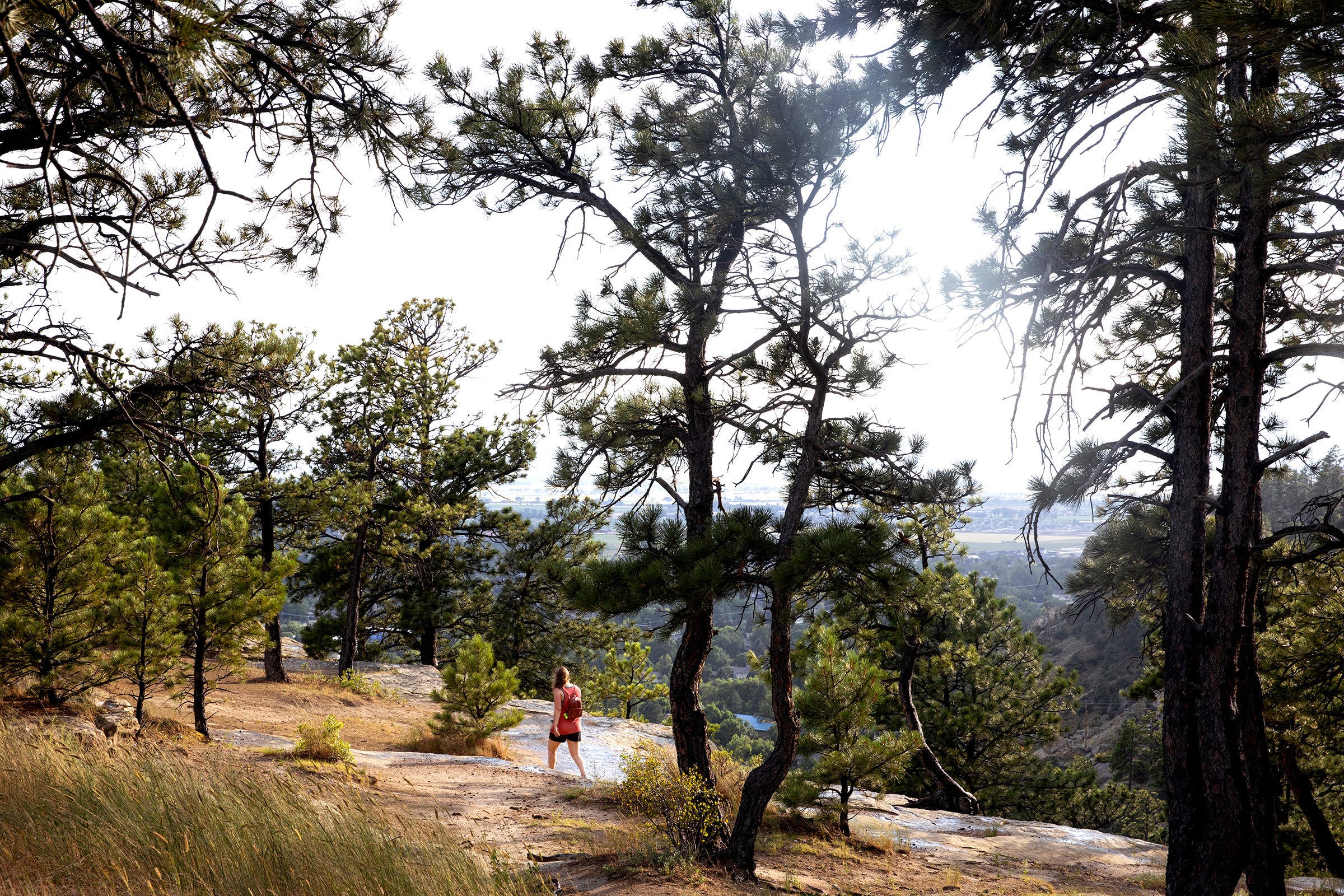 A woman hikes up a path dotted with tall trees.