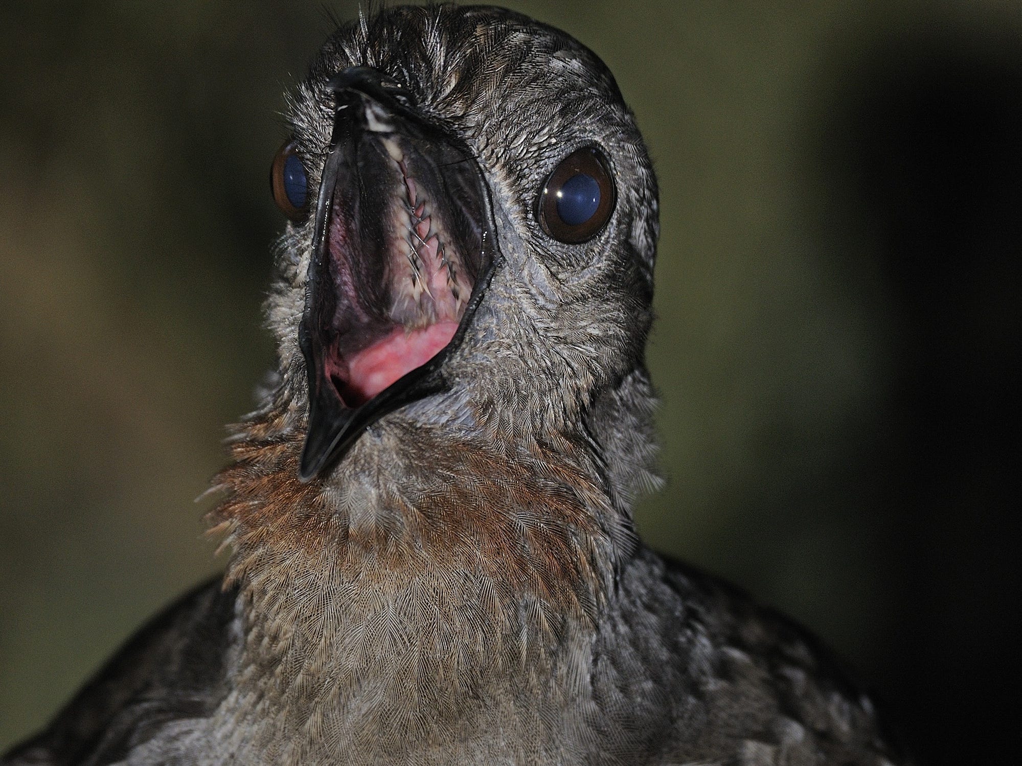 A Lyrebird, close up, has its beak open