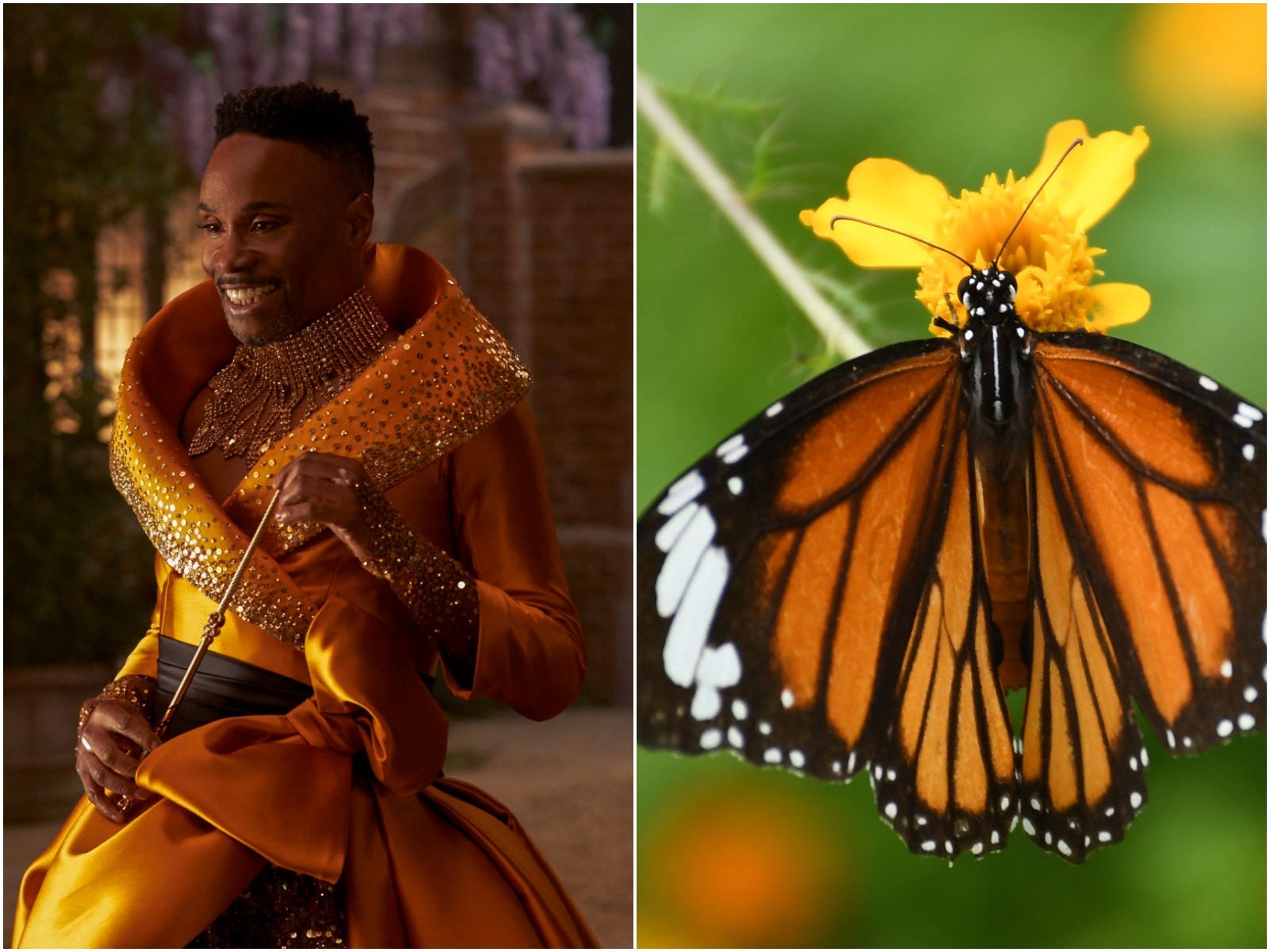 Billy Porter next to a monarch butterfly