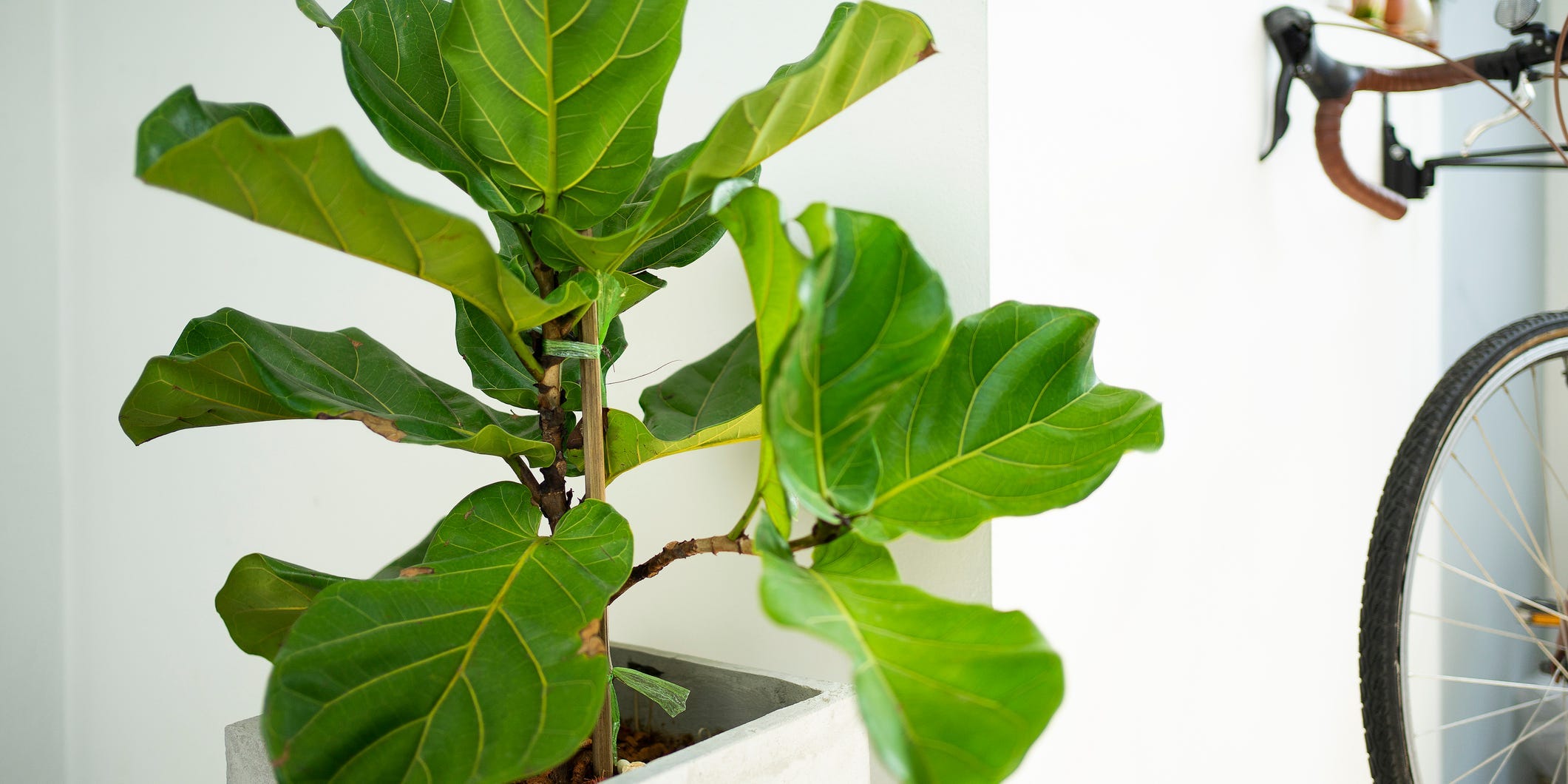 A fiddle leaf fig tree in a square white pot in an apartment next to a bicycle