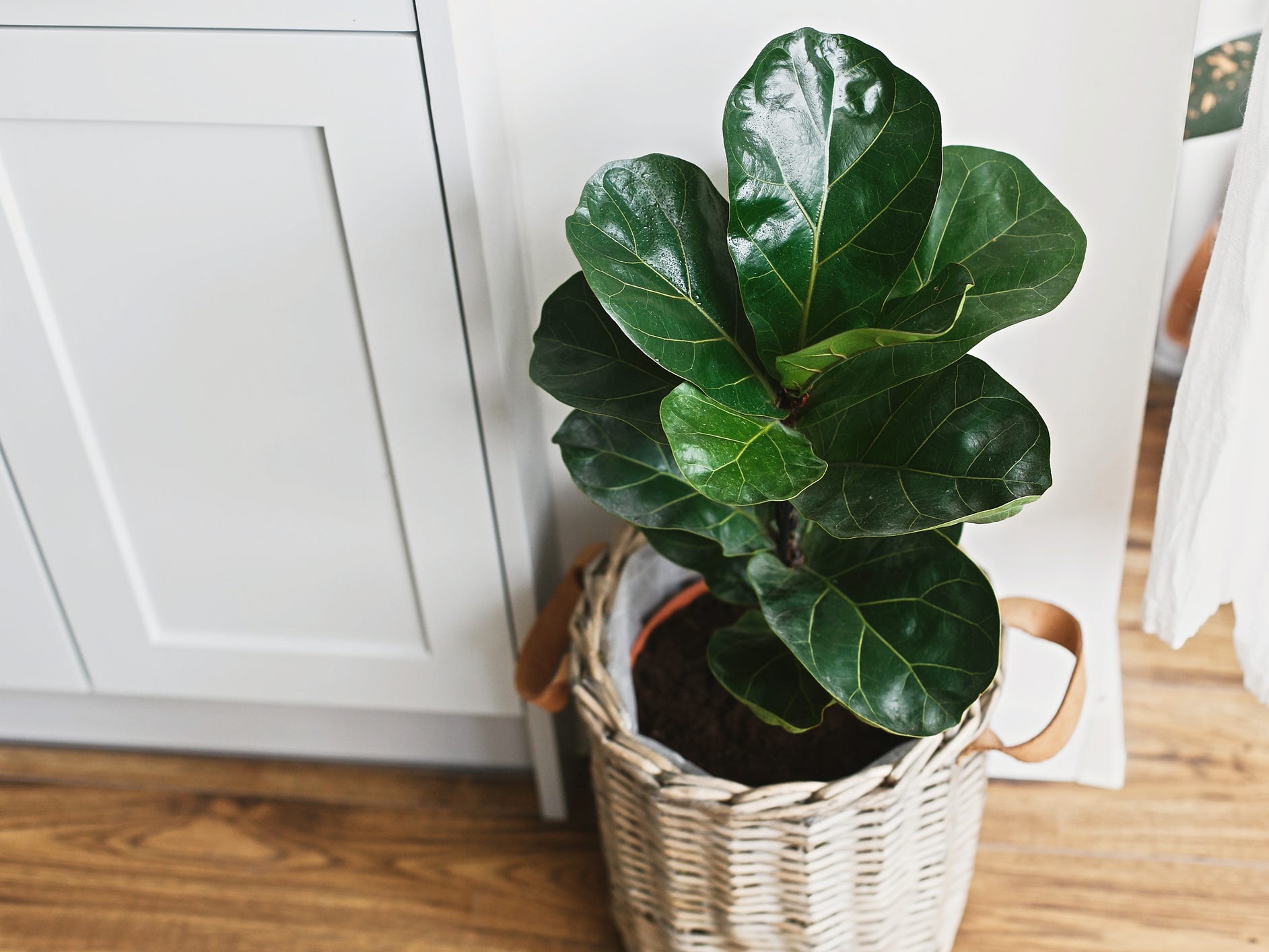 A fiddle leaf fig potted in a basket