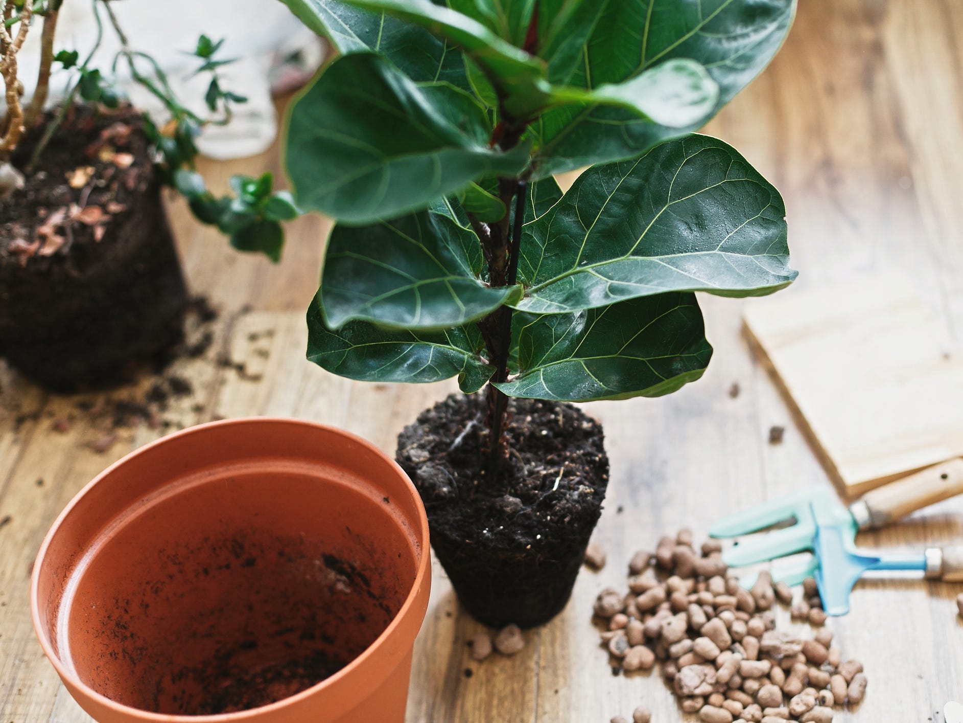 A fiddle-leaf fig being repotted