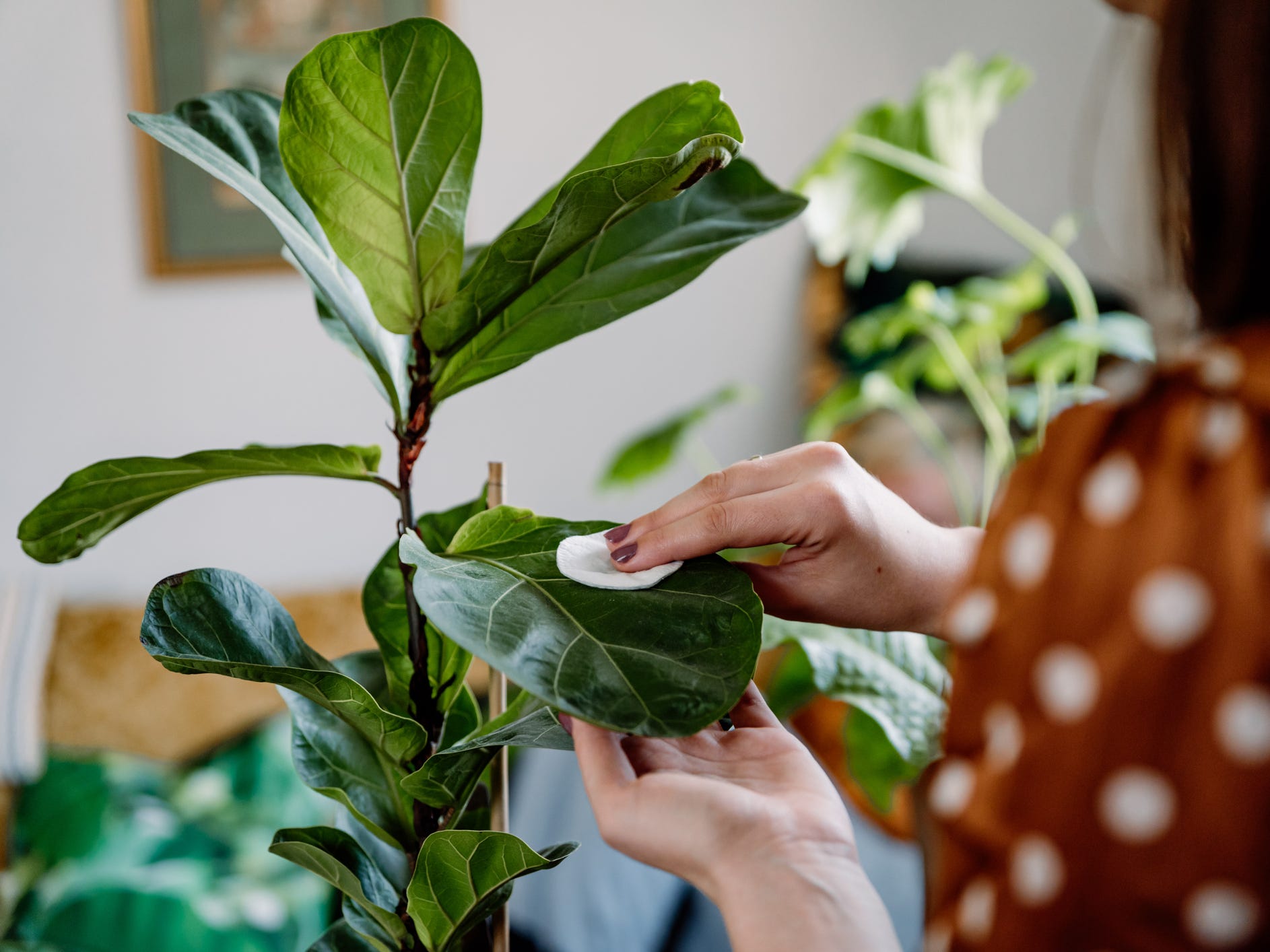 A person wiping dust off the leaves of a fiddle-leaf fig plant with a cotton round