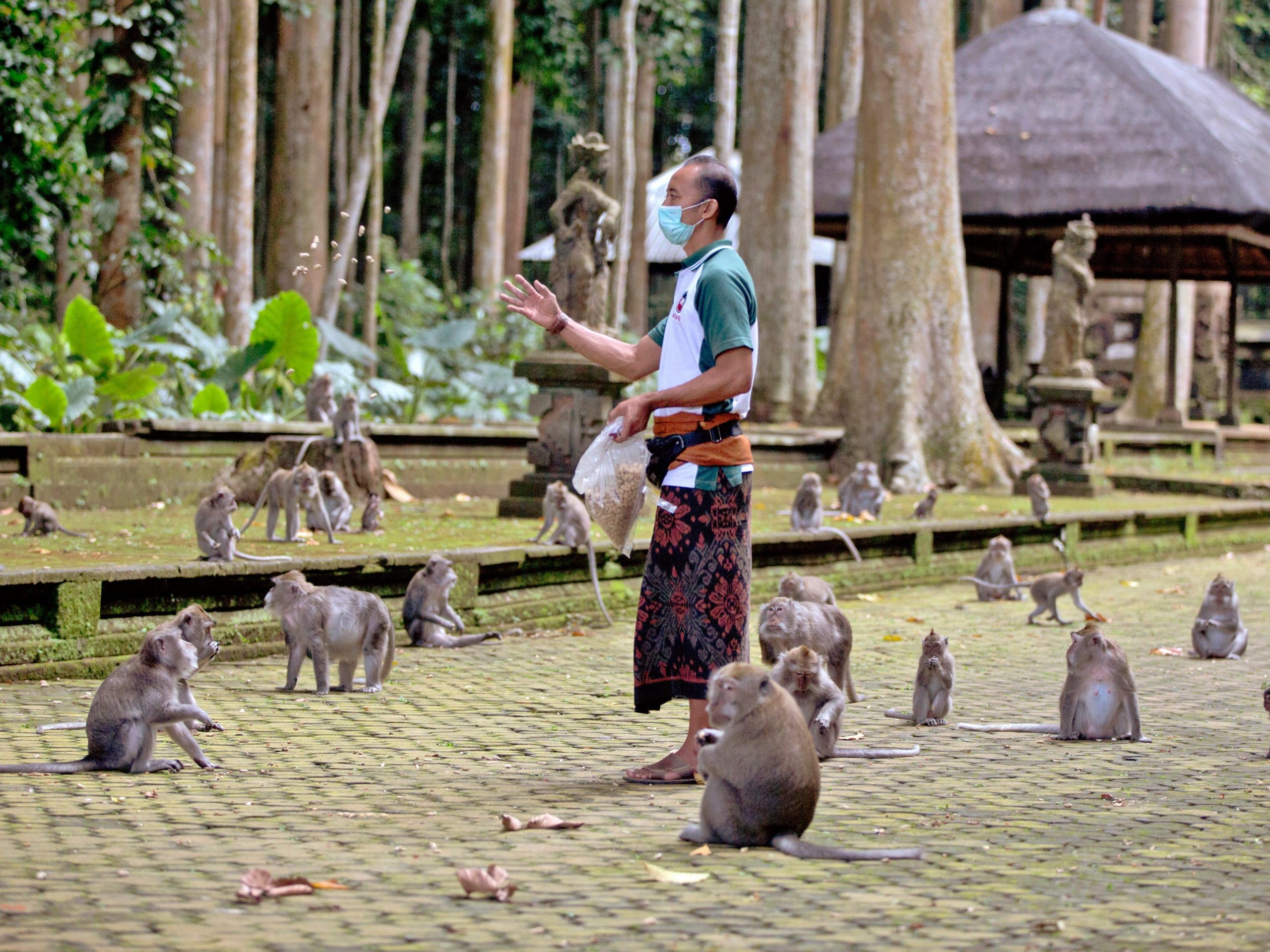 Made Mohon, the operation manager of Sangeh Monkey Forest, feeds macaques with donated peanuts during a feeding time at the popular tourist attraction site in Sangeh, Bali Island, Indonesia, Wednesday, Sept. 1, 2021.