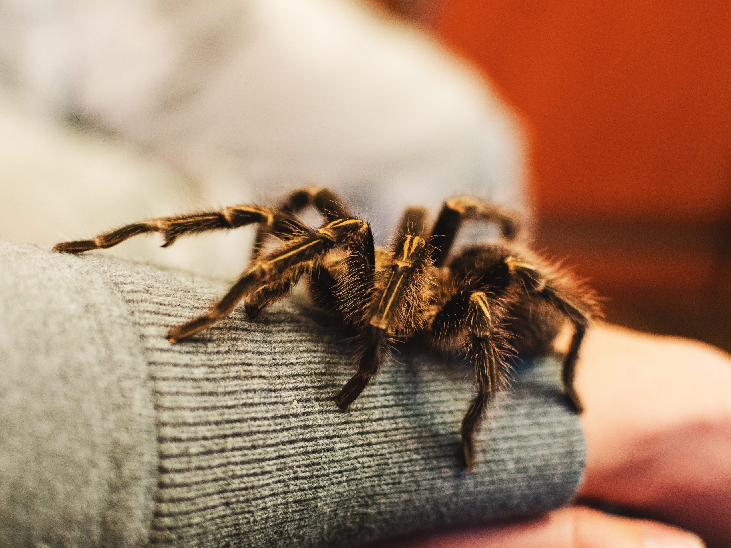 A tarantula on a girl's arm.