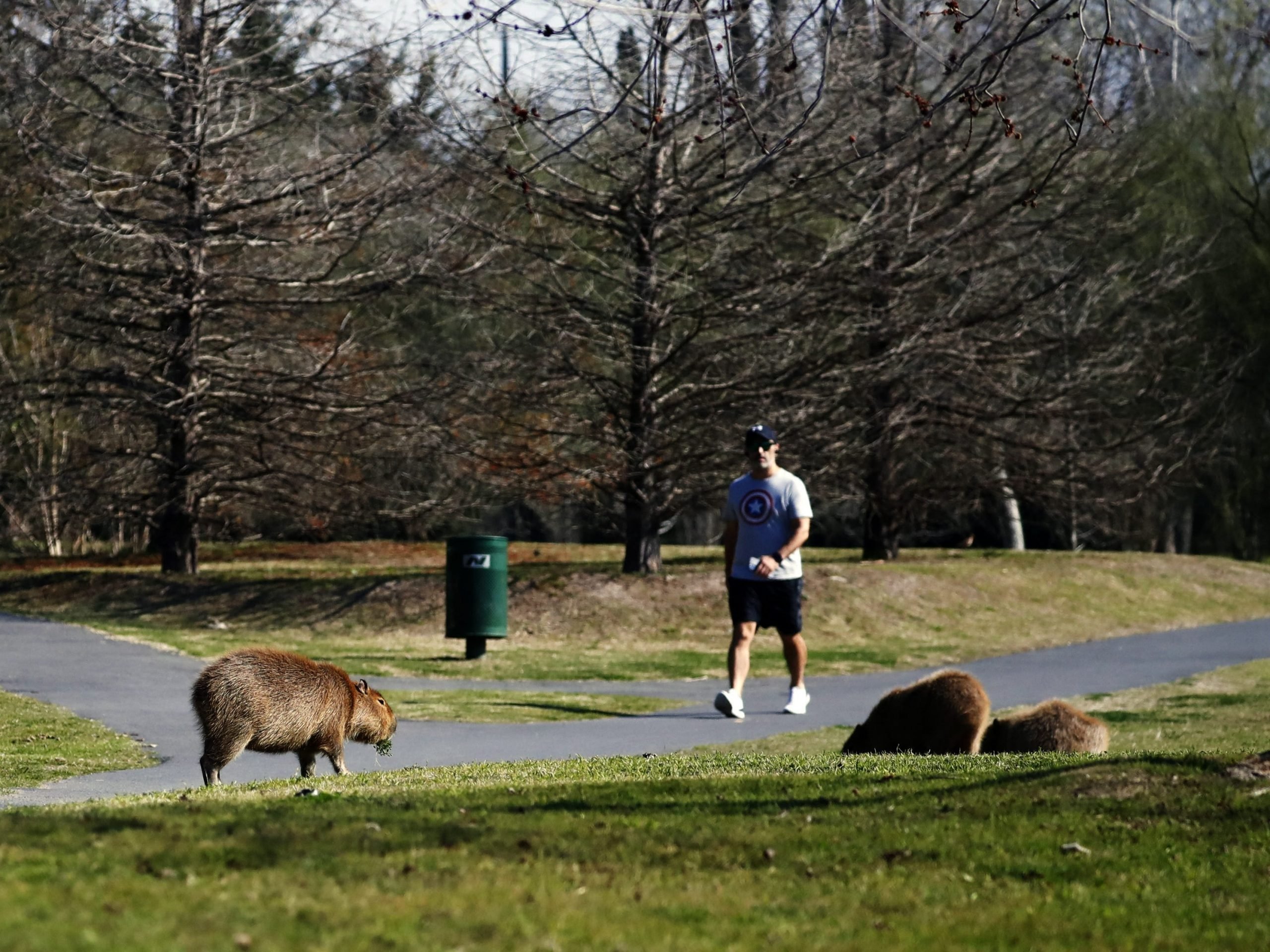 Several families of capybaras stroll through Nordelta, one of the most exclusive gates communities in Argentina. They slowly cross the main street and feed in the gardens of the mansions.