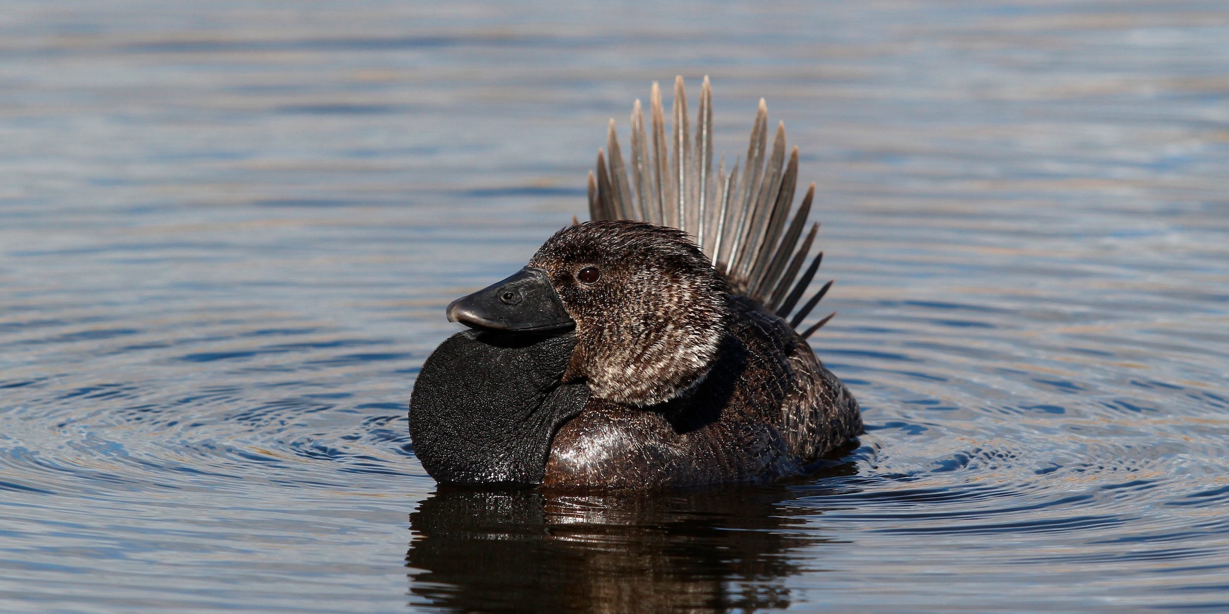 A male musk duck swimming in Bunbury, Western Australia.