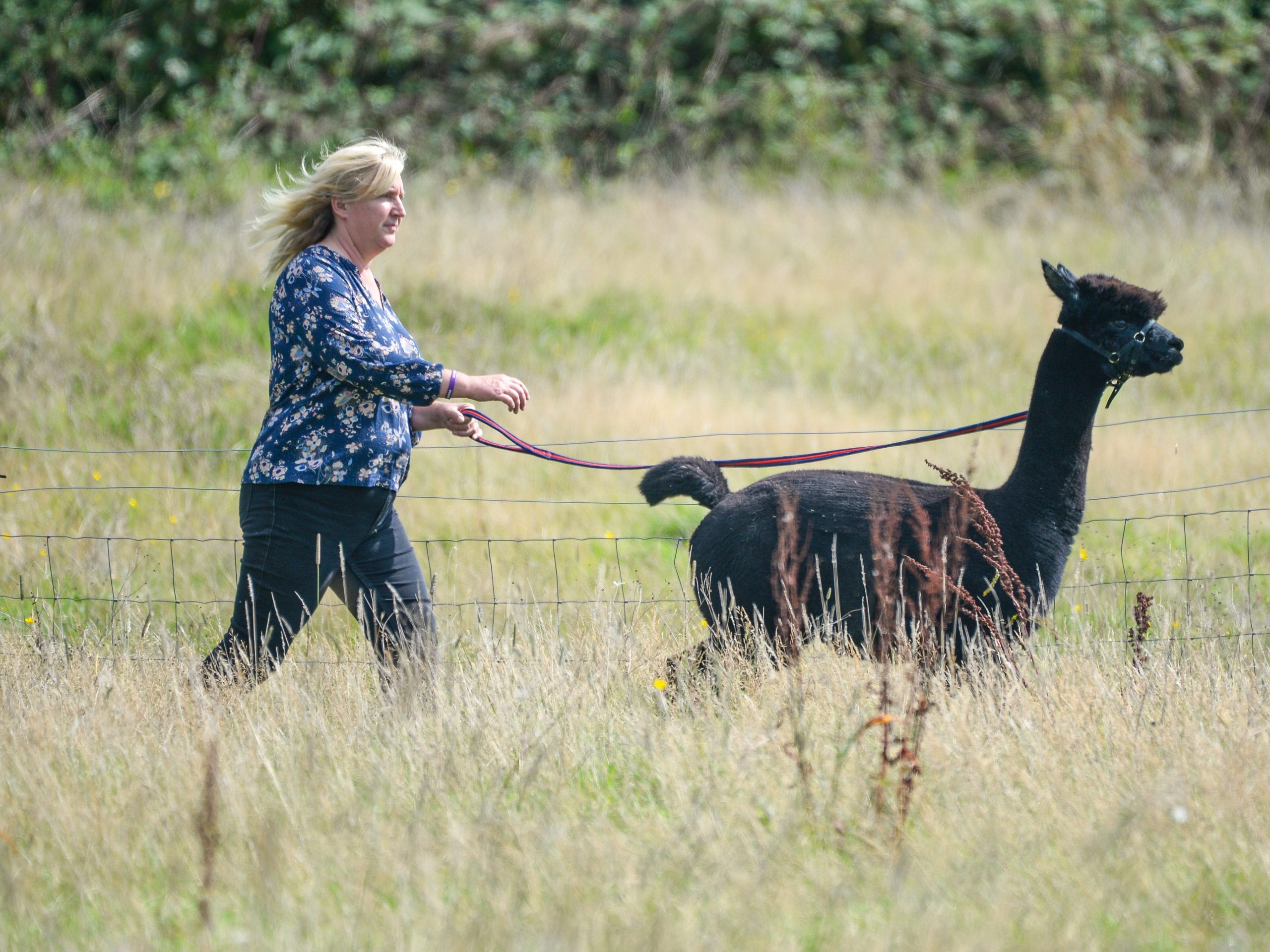 BRISTOL, ENGLAND - AUGUST 25: Veterinary nurse Helen Macdonald with the alpaca Geronimo at Shepherds Close Farm in Wooton Under Edge, Gloucestershire on August 25, 2021 in Bristol, England. Geronimo, the alpaca, tested positive for bovine tuberculosis and is due to be slaughtered on the orders of the Department of Environment, Food and Rural Affairs (Defra). However, 13 leading vets, including Prof Ranald Munroe, the former head of pathology at Defra) have called on the government to stop the culling of Geronimo and suggest he is studied for insight into the shortcomings of the current bTB testing policy.