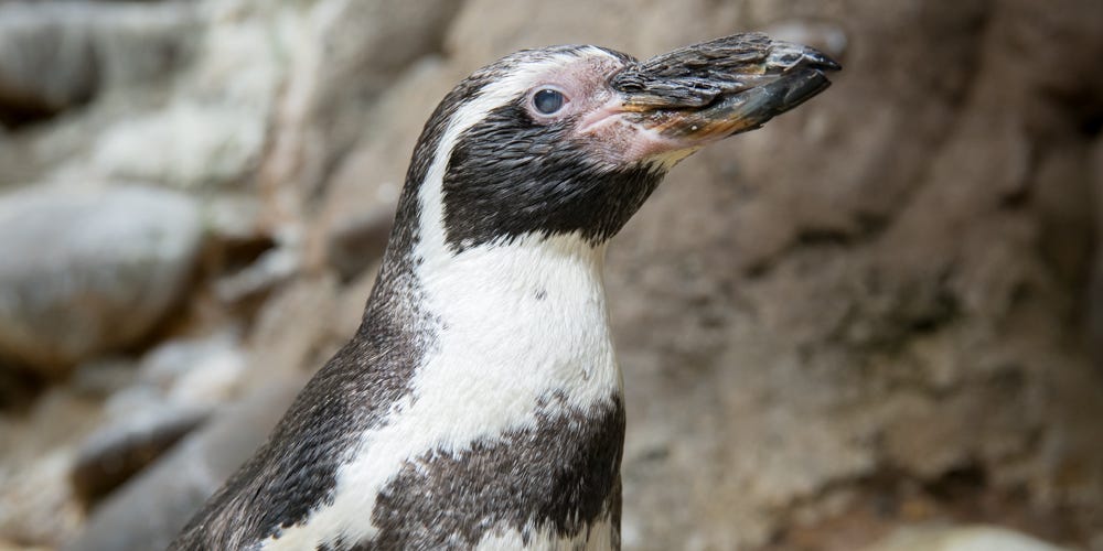 Mochica, a Humboldt penguin at the Oregon Zoo.