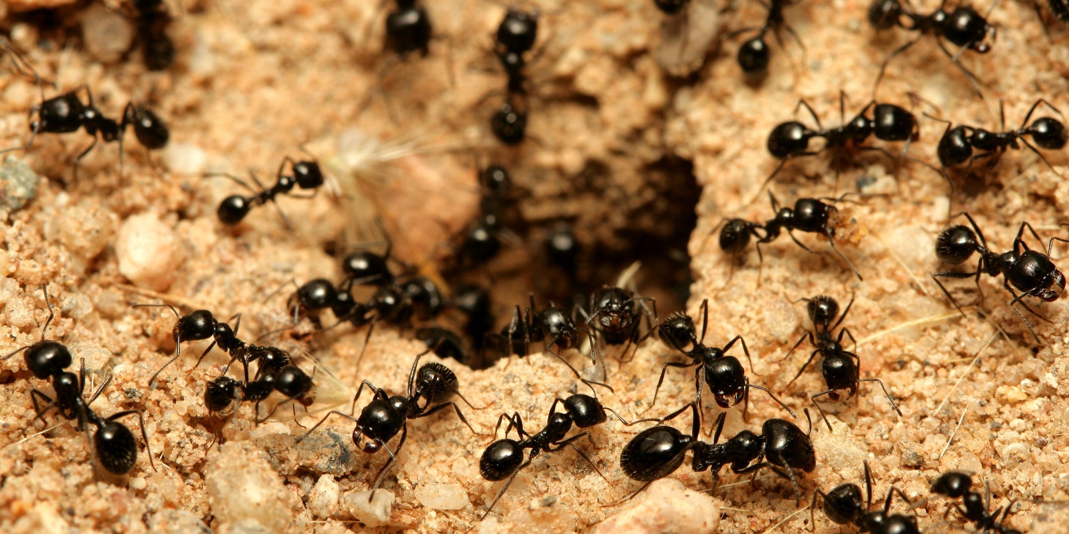 Ants entering an ant hill