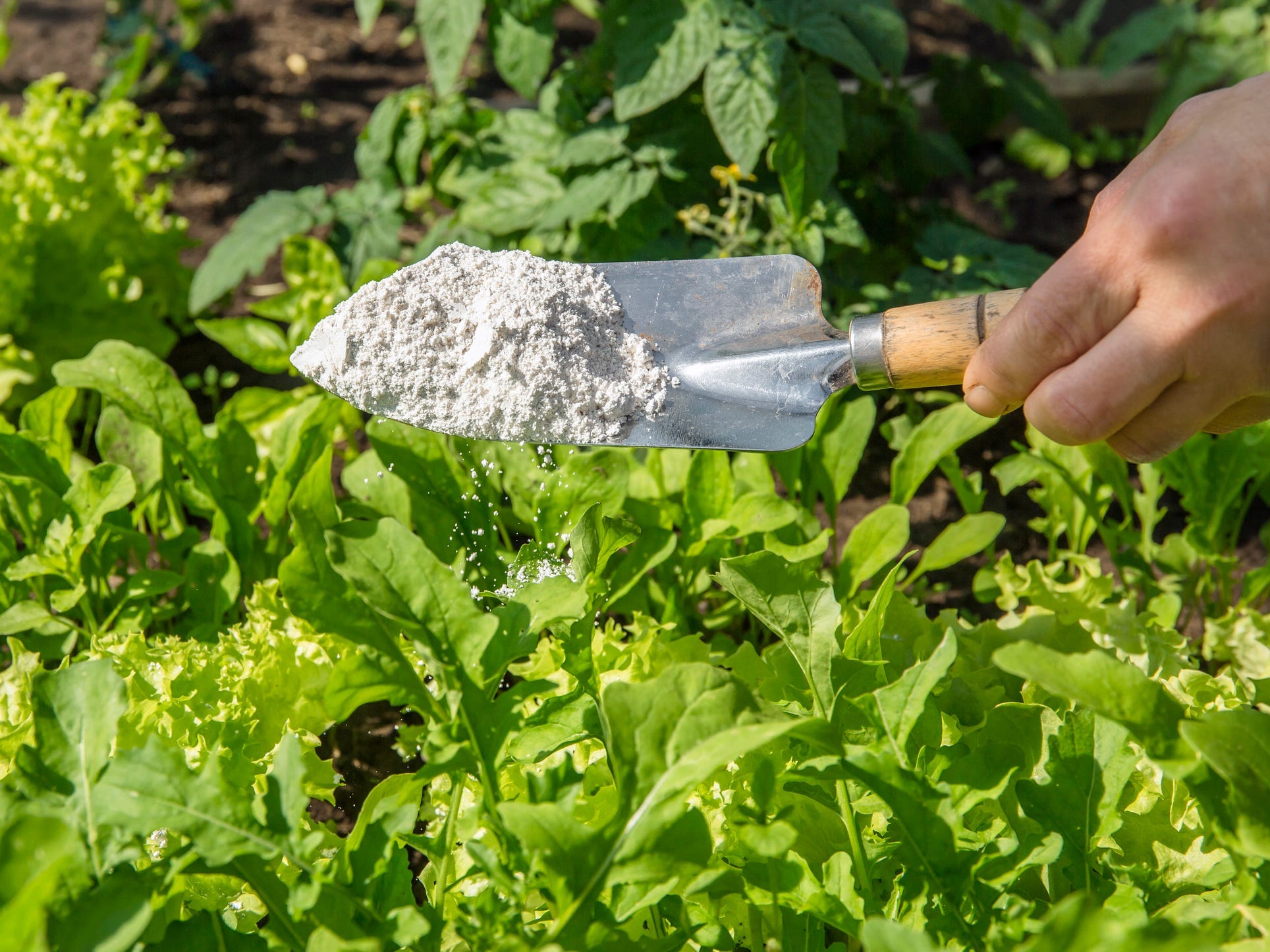 A person using a trowel to sprinkle diatomaceous earth in their garden