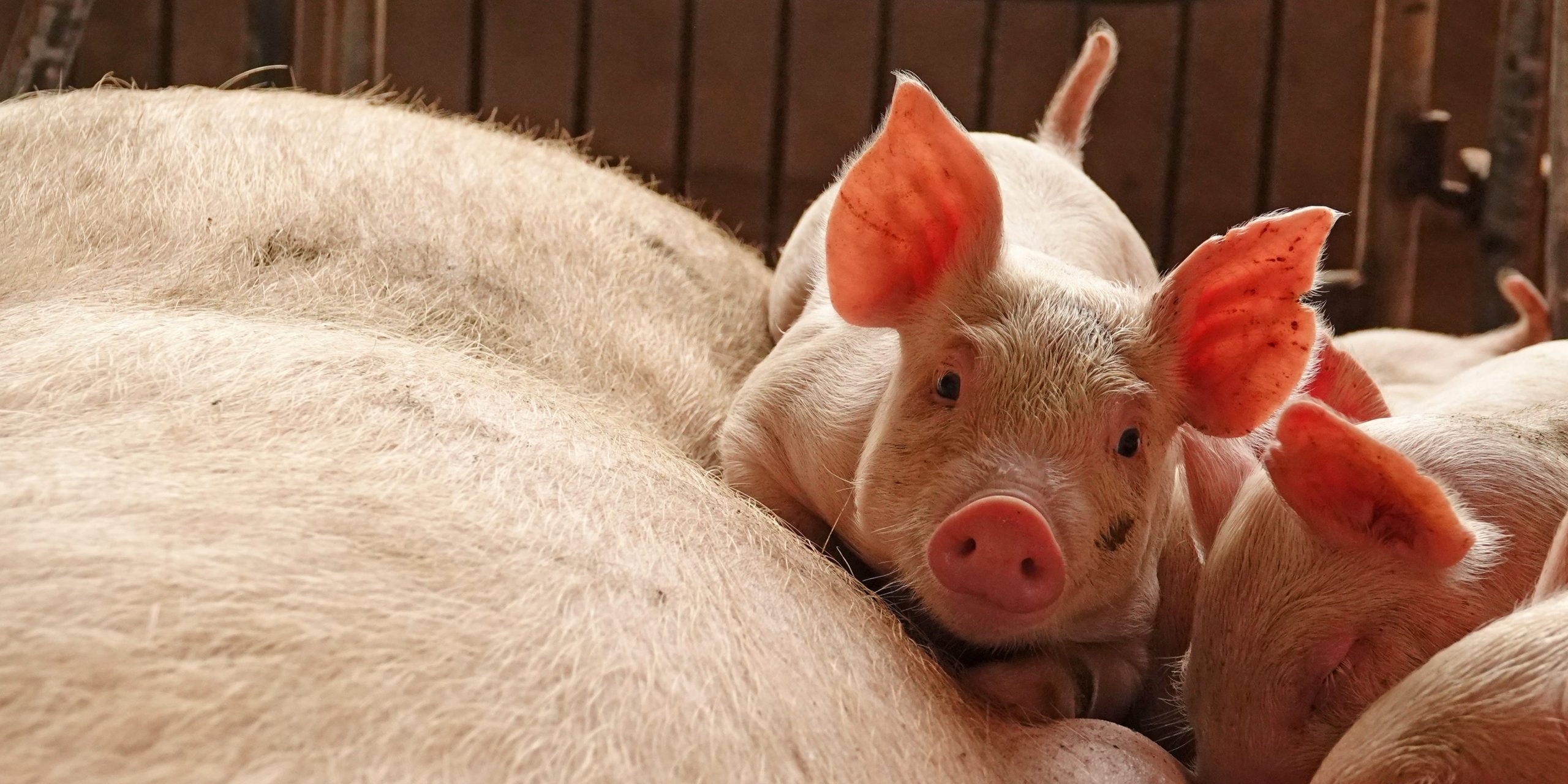 Pig and piglets on a  Chinese farm.JPG