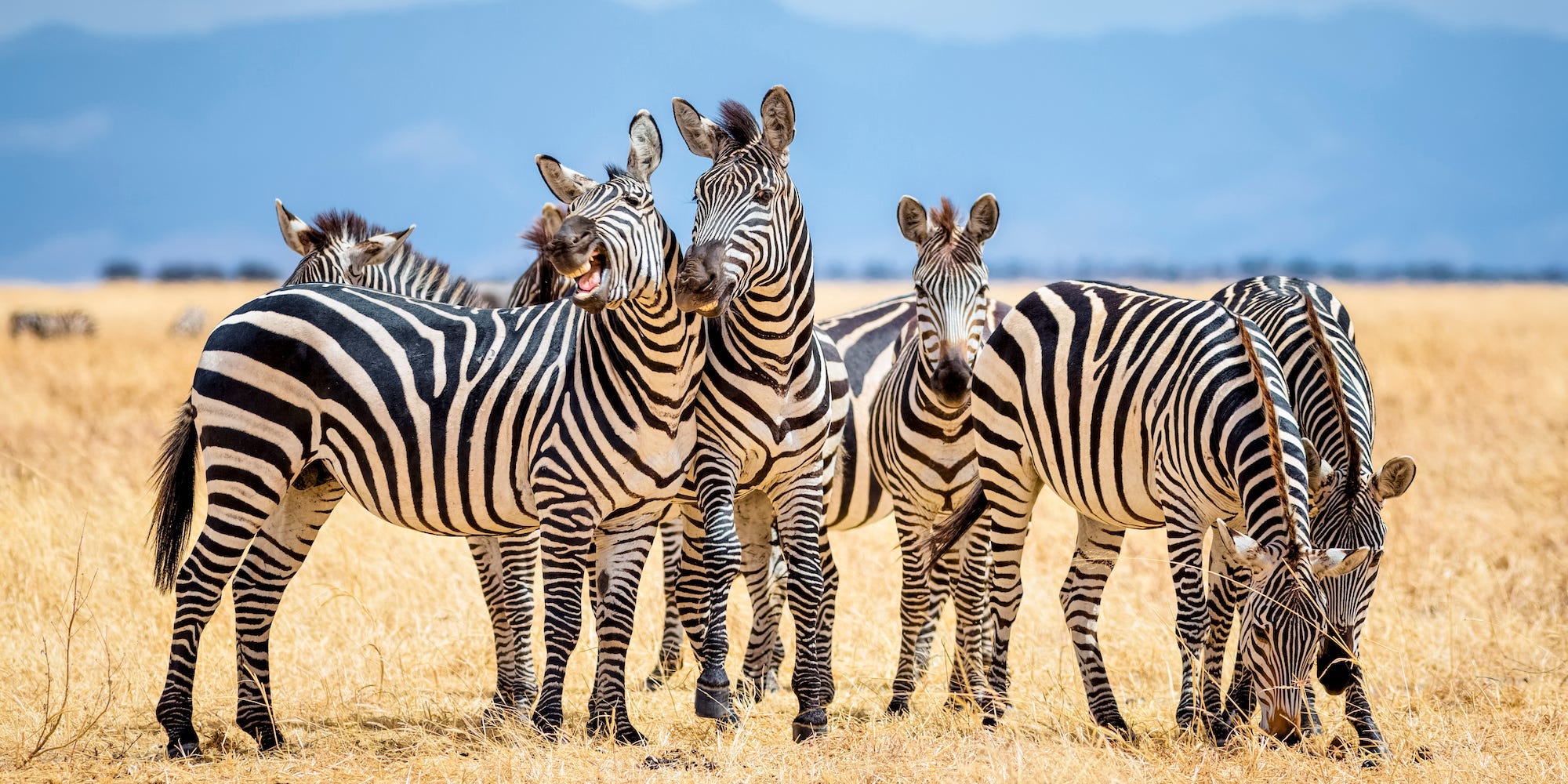 Group of zebras in Tarangire National Park / Tanzania.