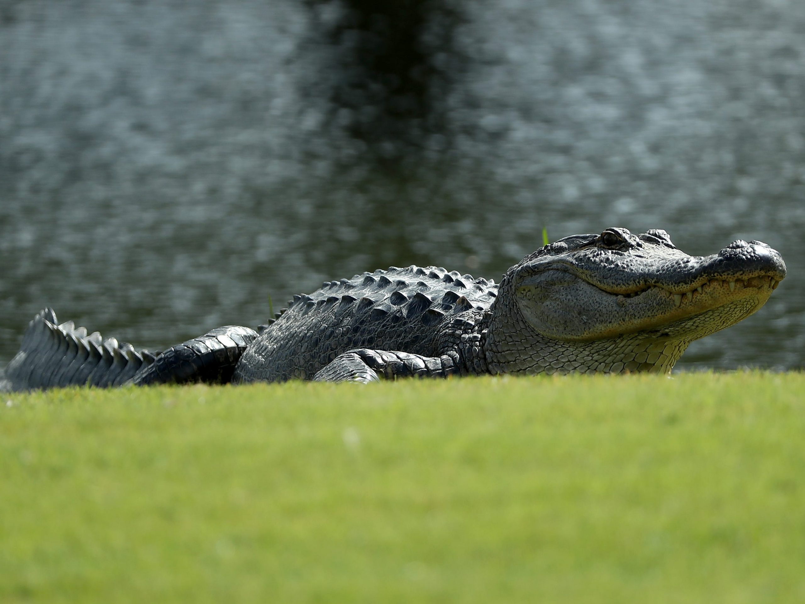 An alligator is seen on the eighth hole during the second round of the Sanderson Farms Championship at the Country Club of Jackson on October 27, 2017 in Jackson, Mississippi.