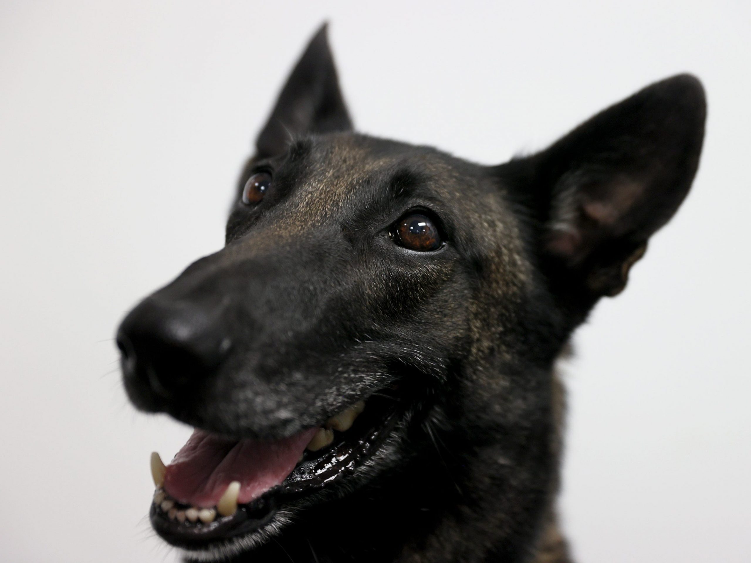 Close up of Cobra, a Belgian Malinois, appearing happy