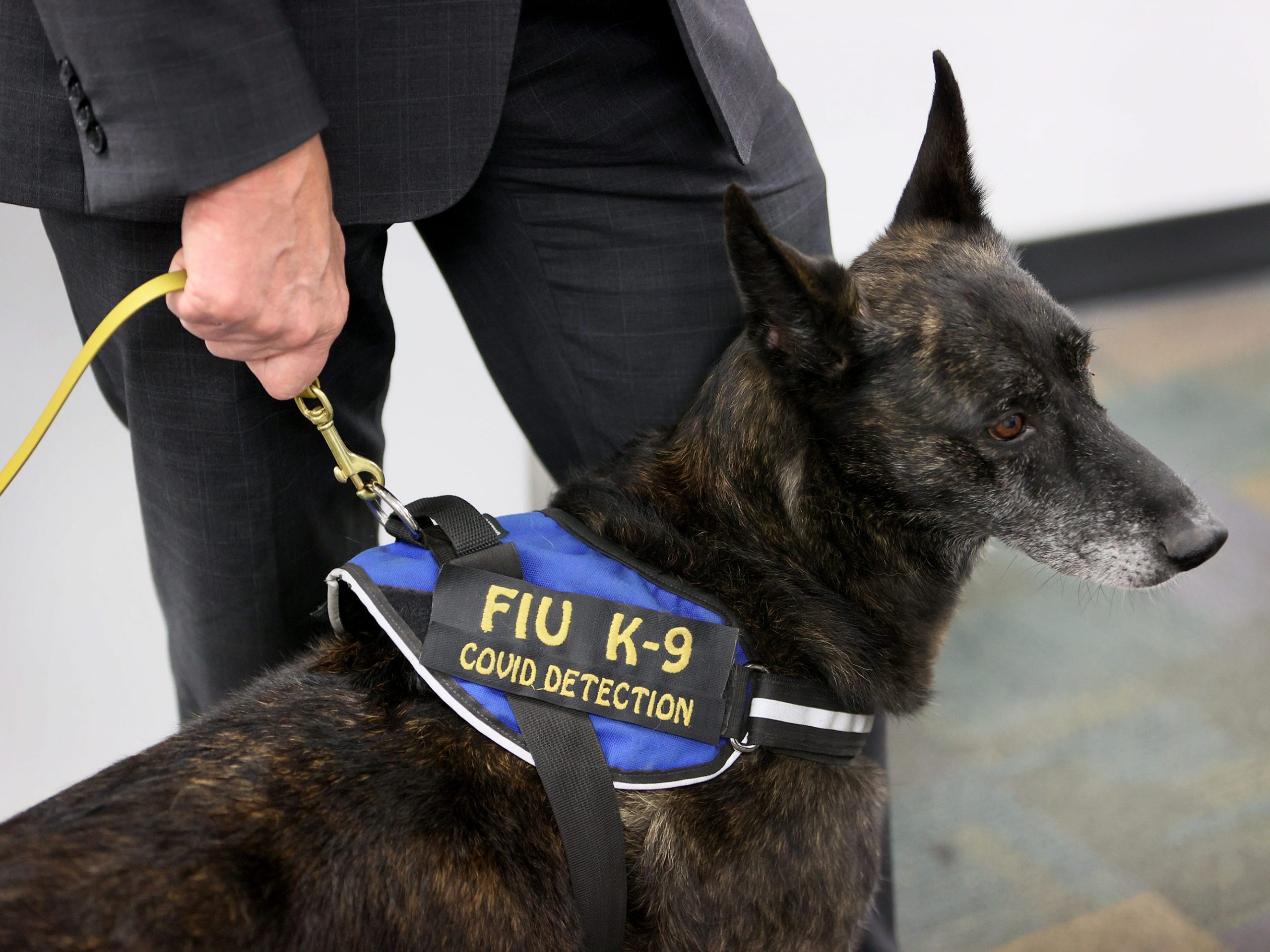 One Betta, a Dutch Shepard, waits for a command to sniff masks for the scent of COVID-19 at Miami International Airport on September 08, 2021 in Miami, Florida.