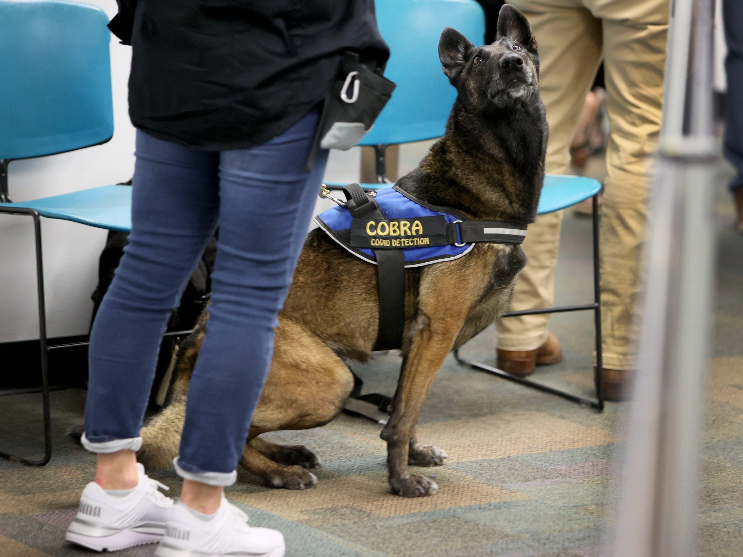 Cobra, a Belgian Malinois, waits for a command from Denise Webb before sniffing masks for the scent of COVID-19 at Miami International Airport on September 08, 2021 in Miami, Florida.