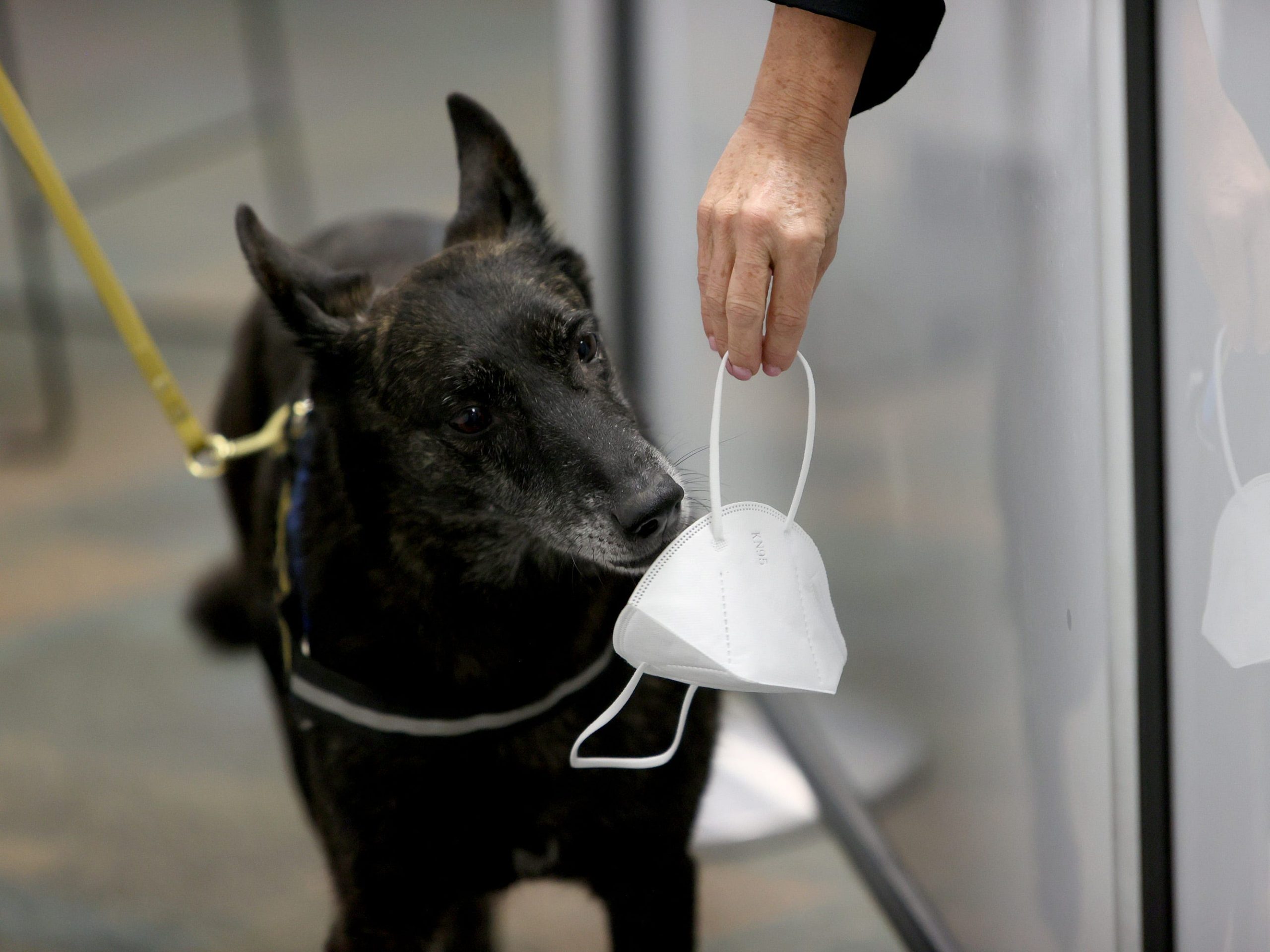 One Betta, a Dutch Shepard, sniffs a mask for the scent of COVID-19 at Miami International Airport on September 08, 2021 in Miami, Florida.