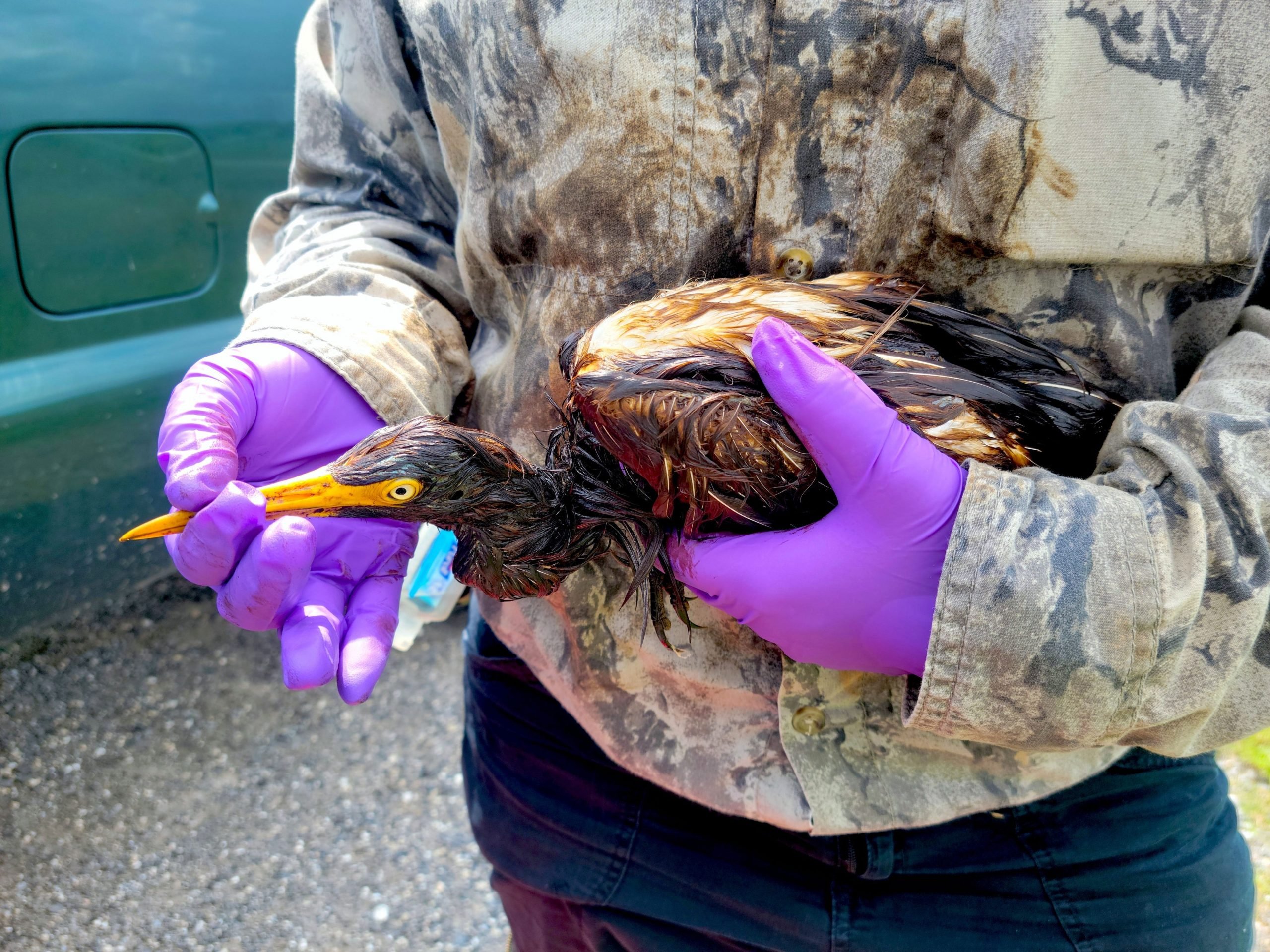 LDWF personnel triage an oiled tricolored heron recovered at the Alliance Refinery oil spill.