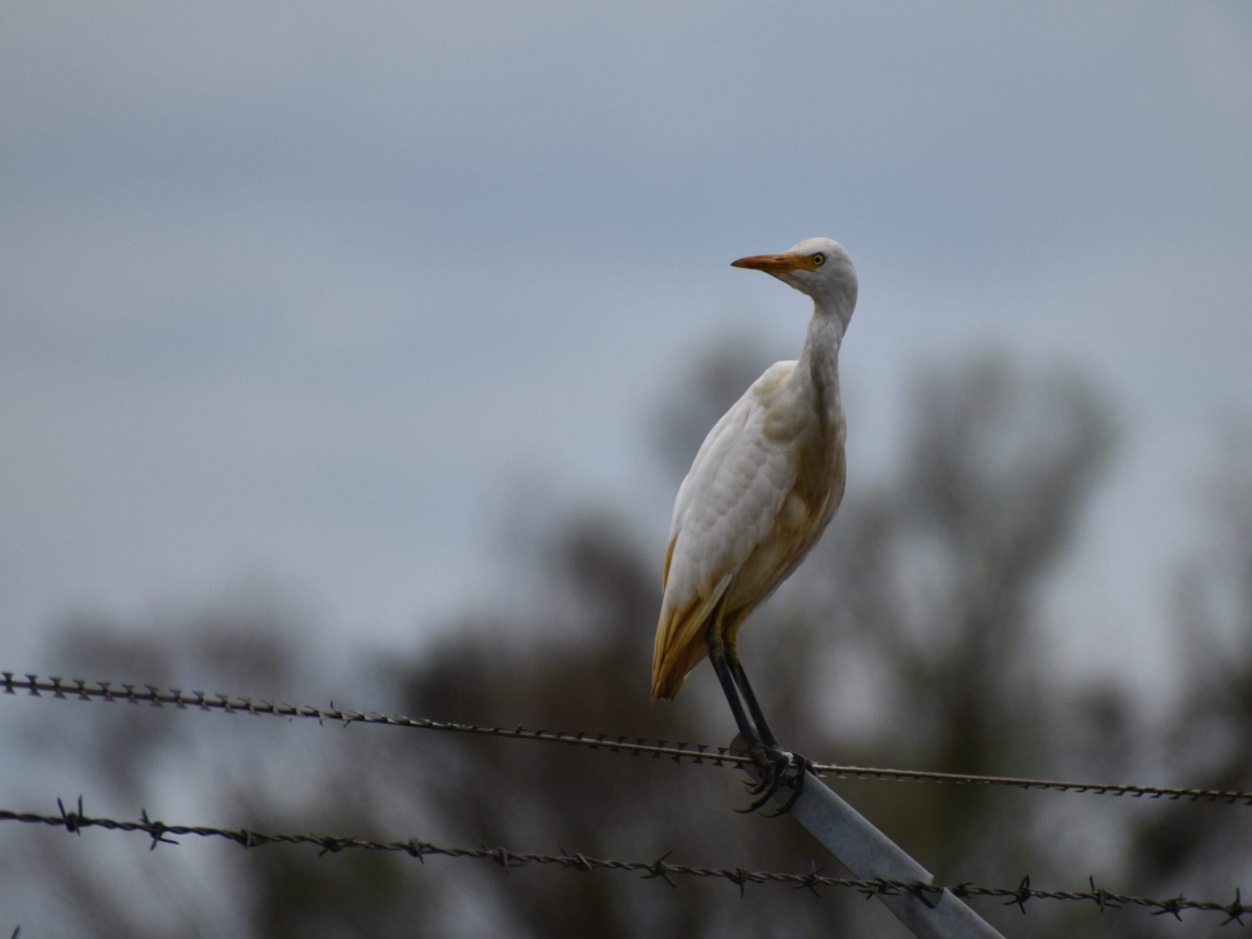 An egret that has been oiled at the Alliance Refinery oil spill site.