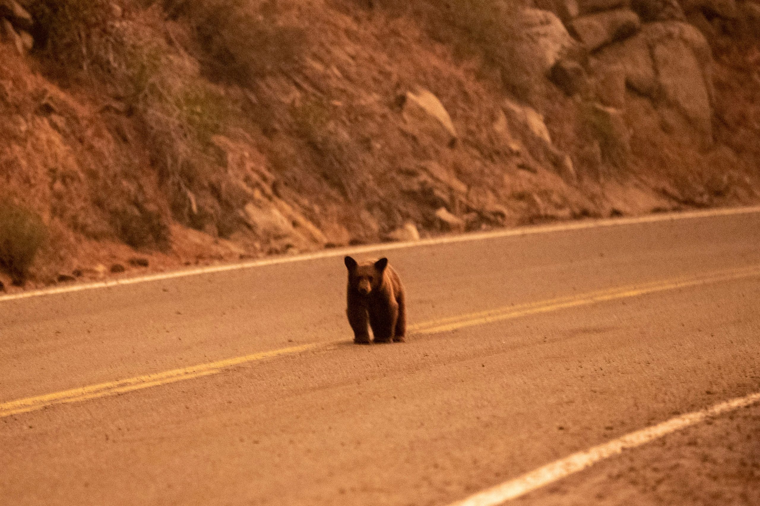 A young bear walks up the middle of Highway 50 late Sunday, Aug. 29, 2021, as the Caldor Fire continues its spread toward the Tahoe basin.