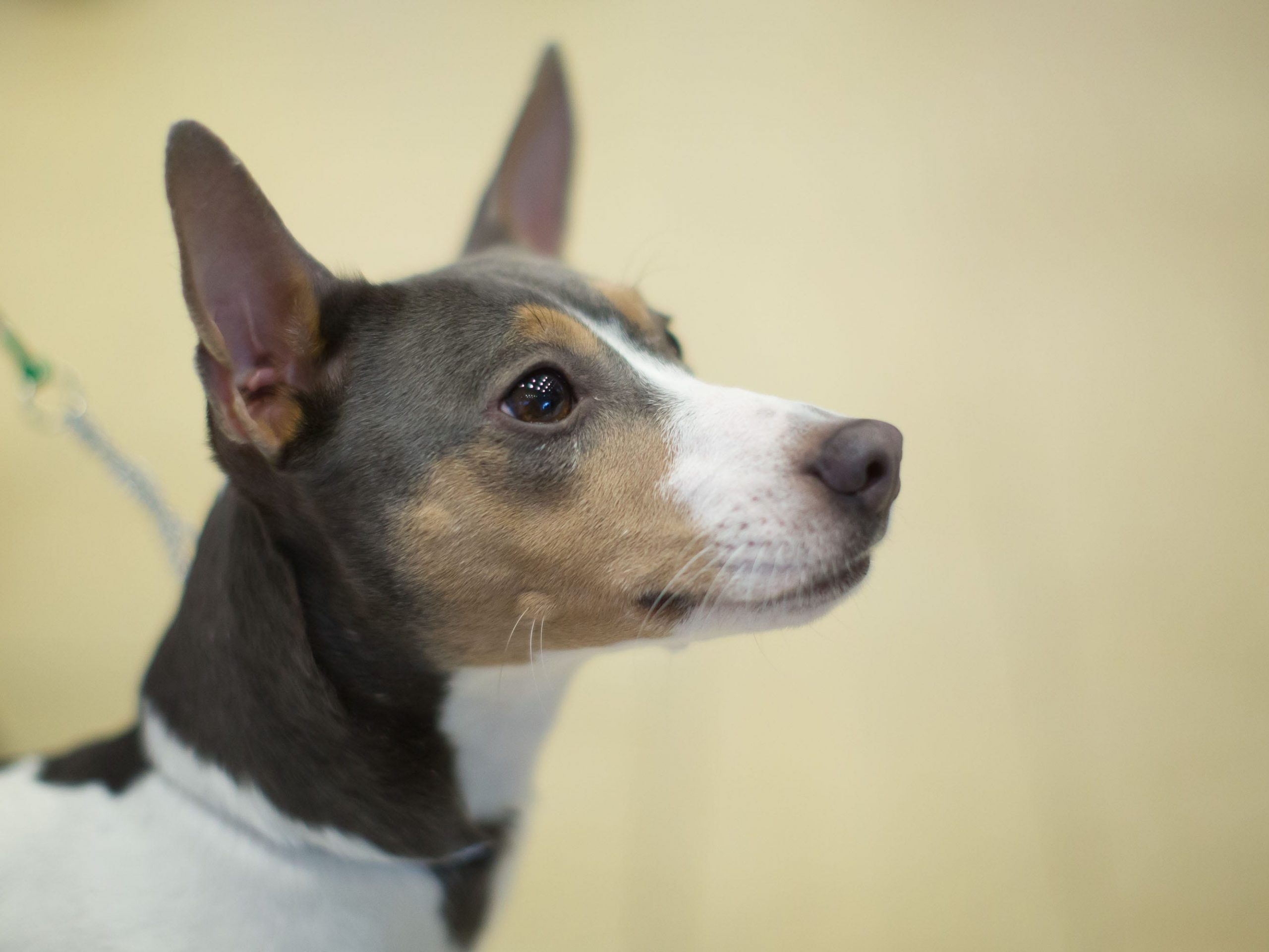 A rat terrier.