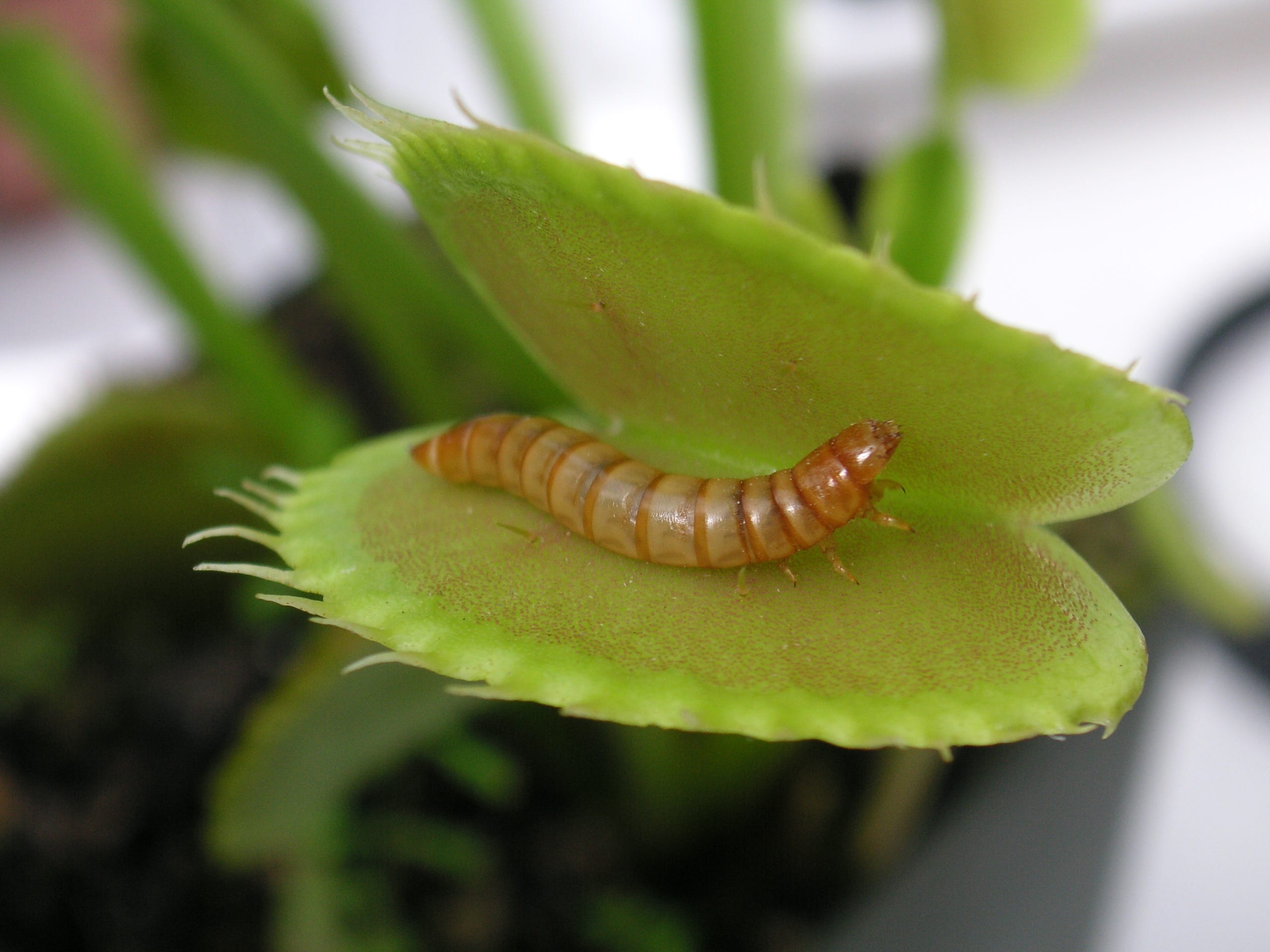 A mealworm sitting inside the leaves of a Venus flytrap