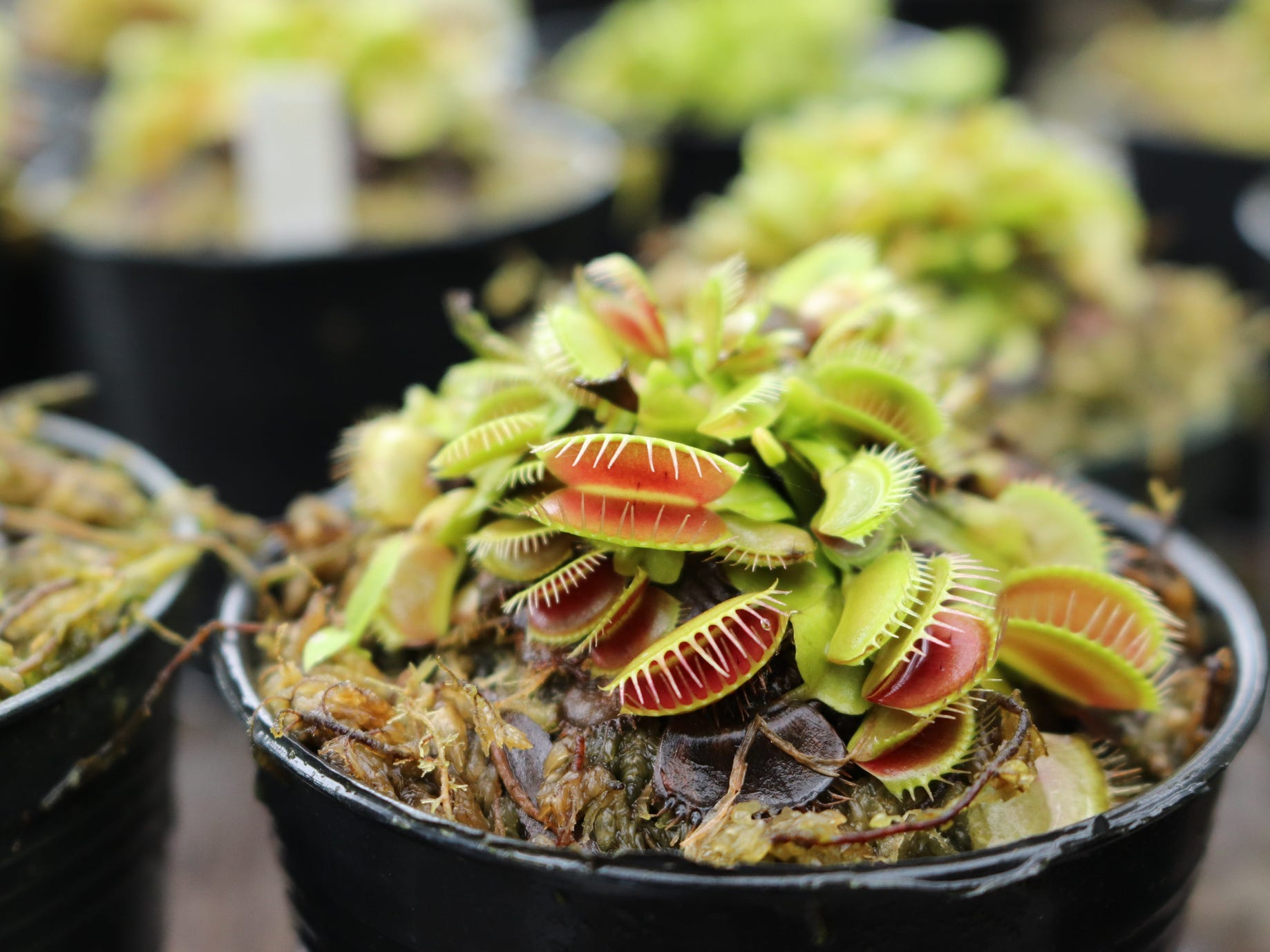 Several venus flytrap plants in black pots