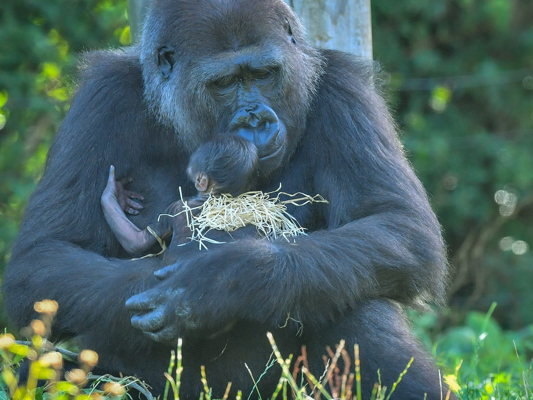 a gorilla is sitting and embraces a newborn gorilla in a lush green natural background