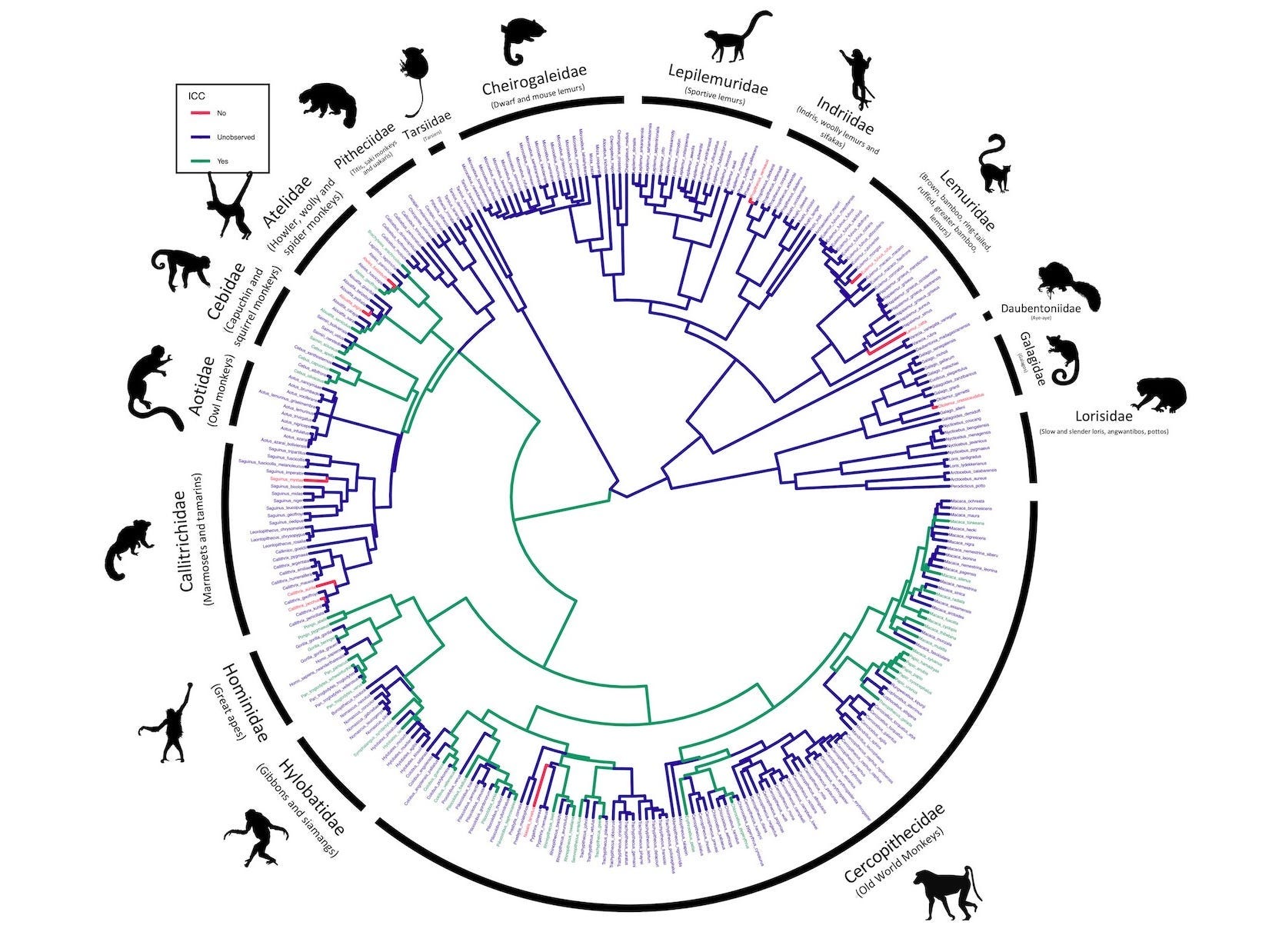 a phylogenic tree shows the cases of infant corpses carrying among primate families.