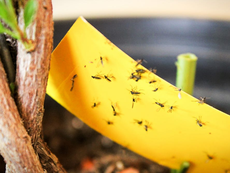 Gnats on a yellow sticky trap inside a potted plant.