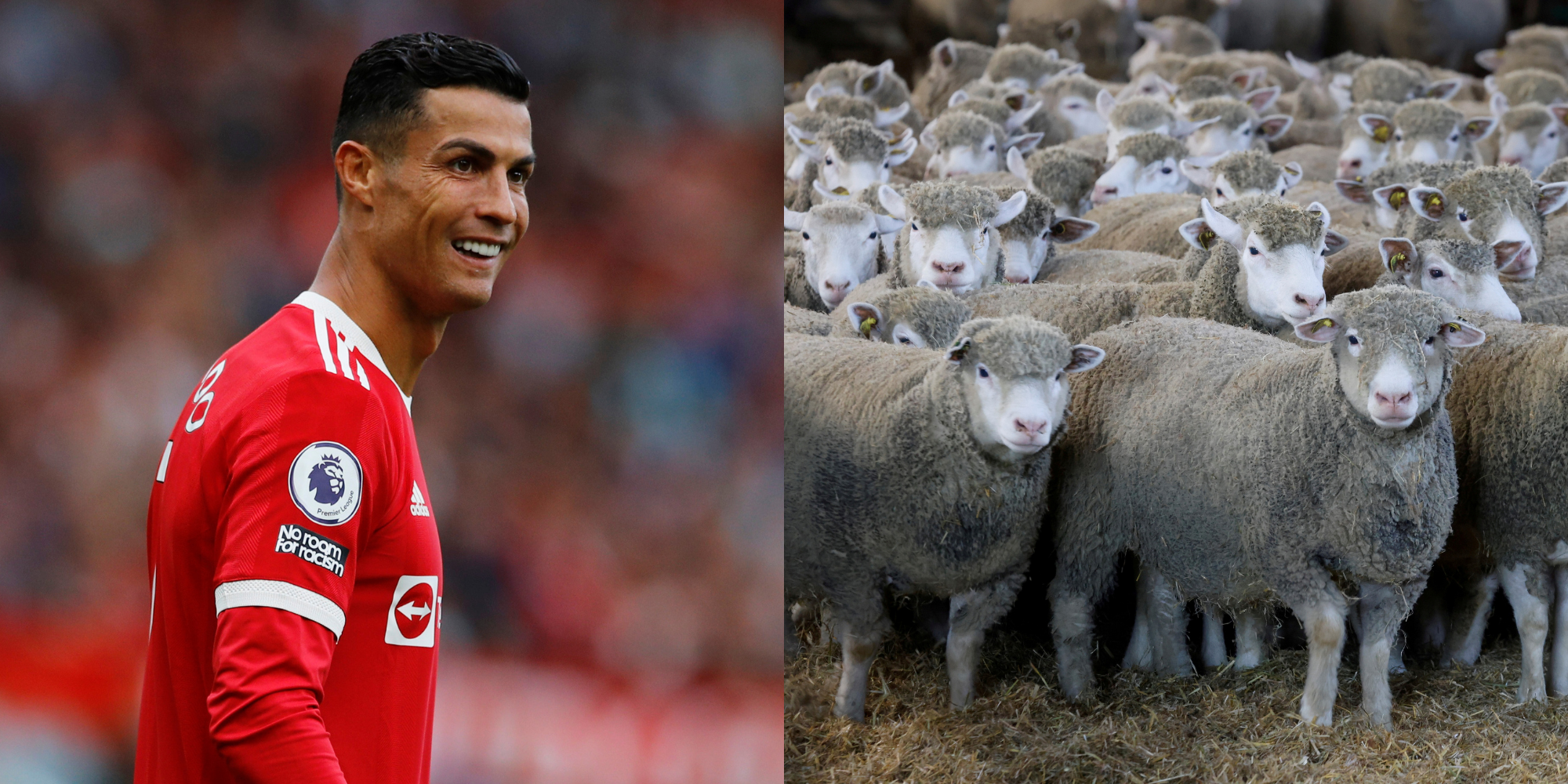 Ronaldo reportedly moved because of noisy sheep