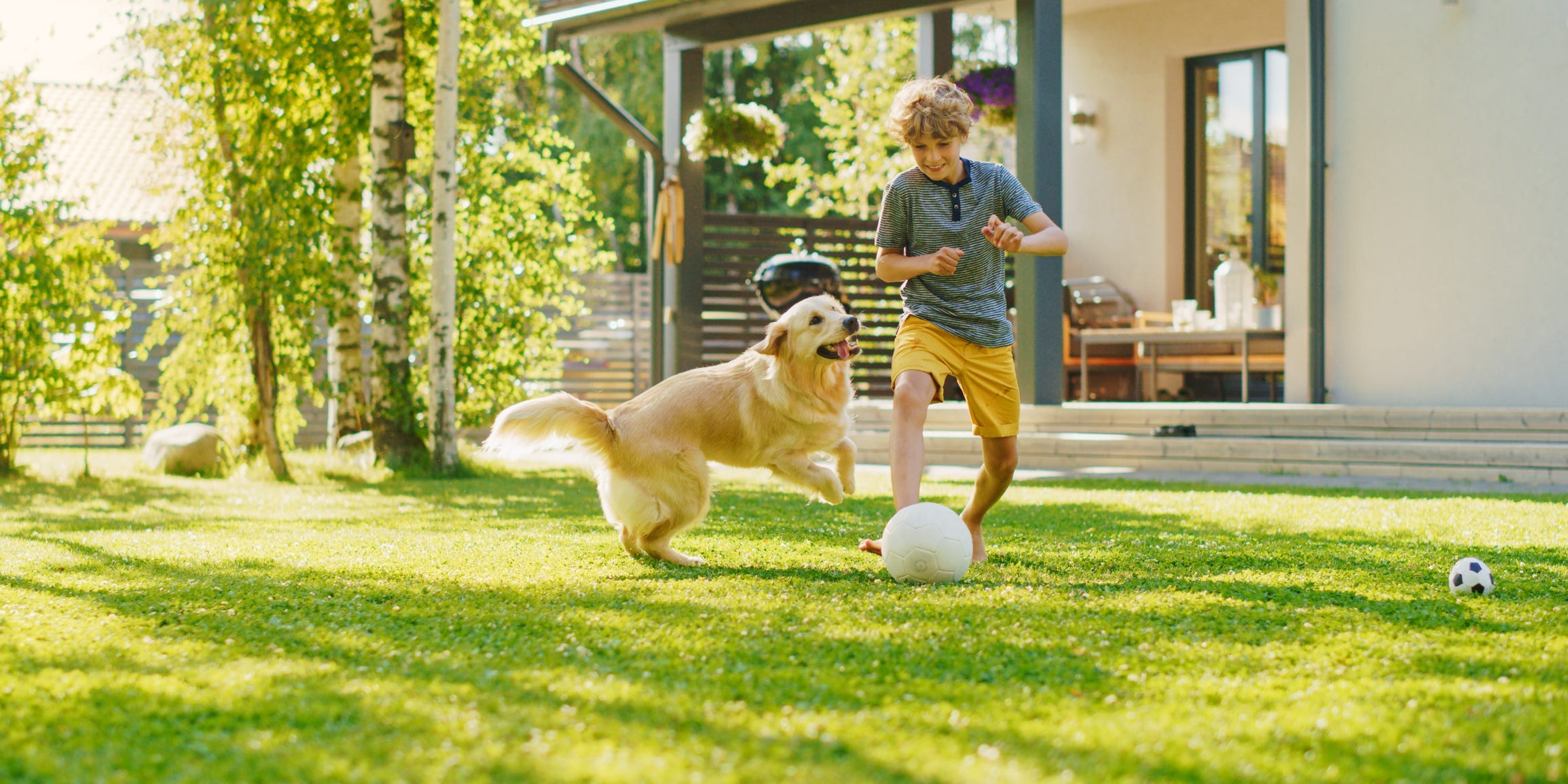 A boy and a golden retriever playing soccer on the lawn outside their home