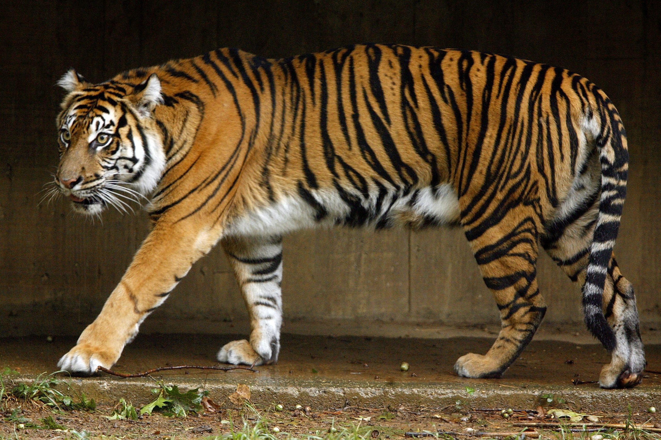 A Sumatran tiger at the National Zoo in Washington DC