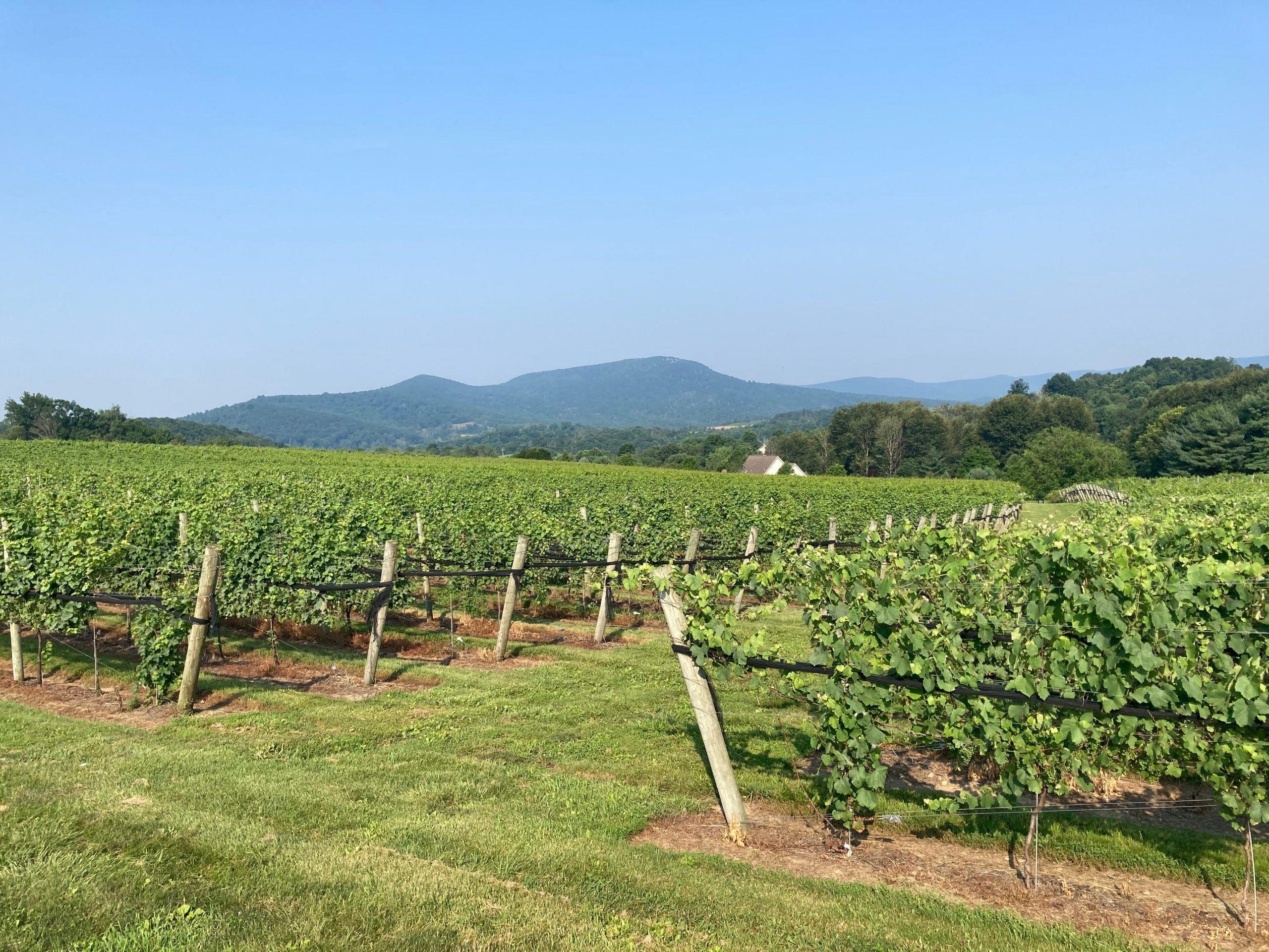 vineyard in Pennsylvania
