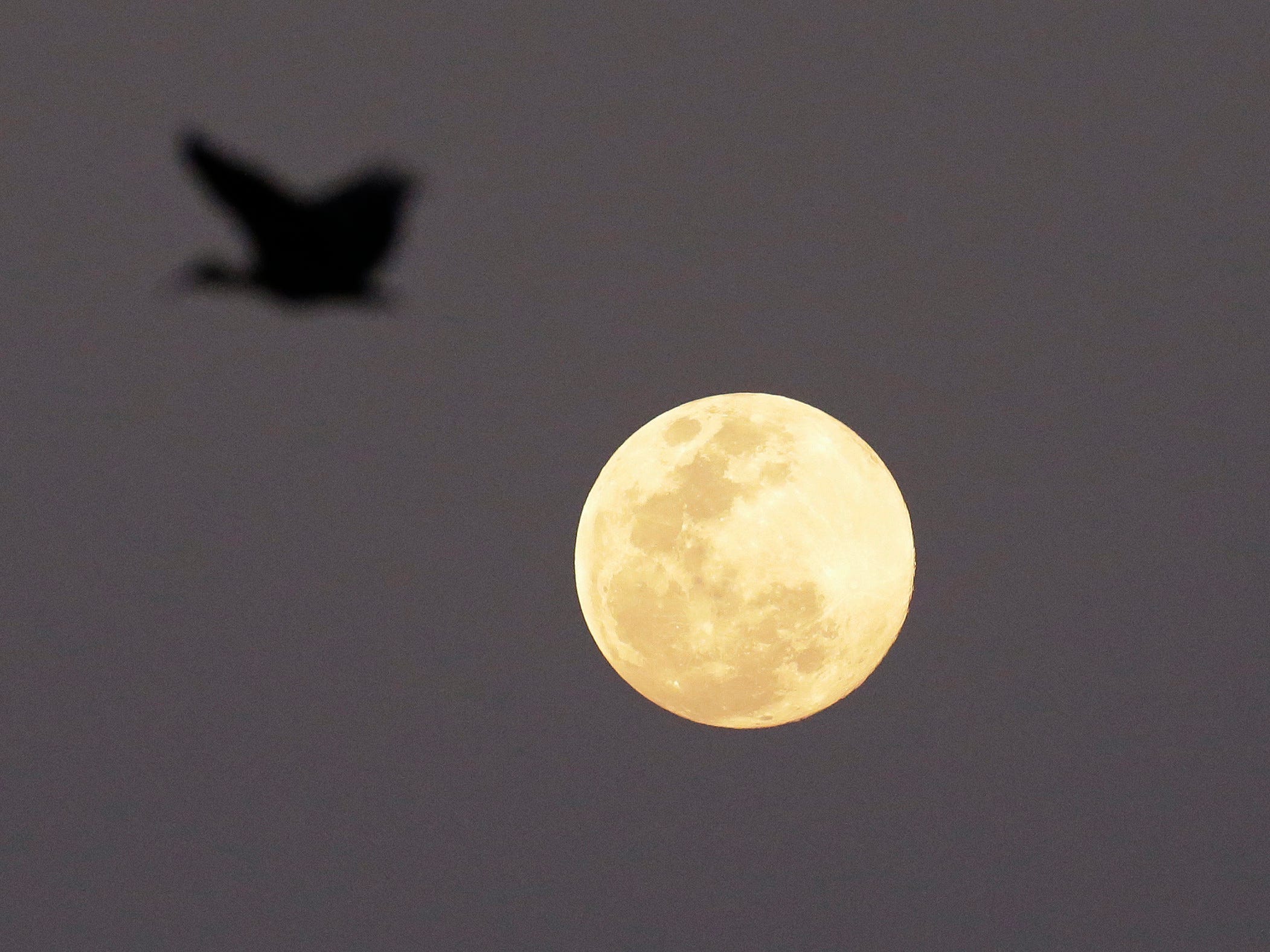 A Hadeda Ibis bird flies over as the full moon rises in the distance Monday, Sept. 8, 2014, in Johannesburg, South Africa. Monday night's full moon, also known as a Harvest Moon, will be the third and final "supermoon" of 2014. The phenomenon, which scientists call a "perigee moon," occurs when the moon is near the horizon and appears larger and brighter than other full moons.