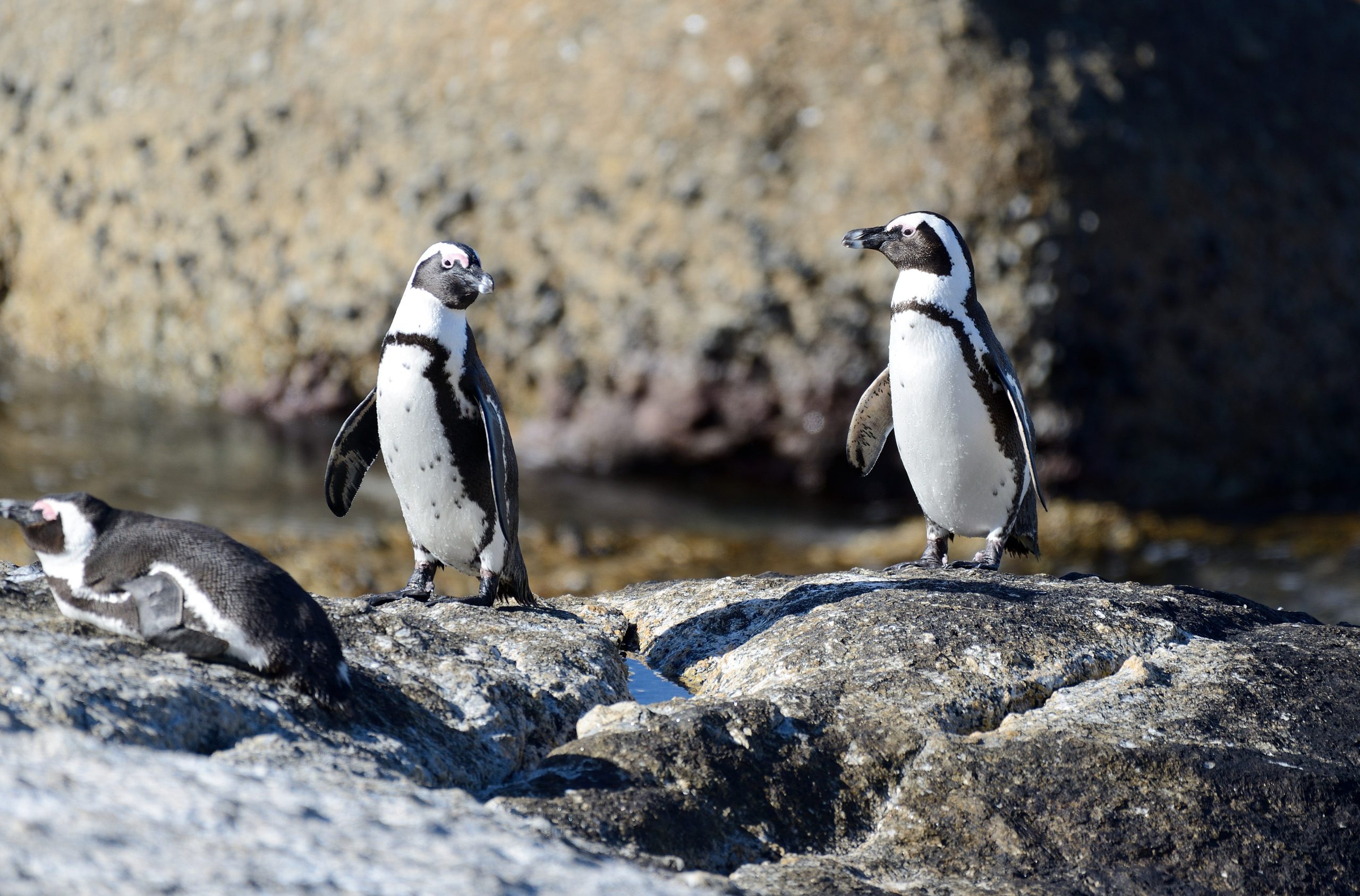 African penguins