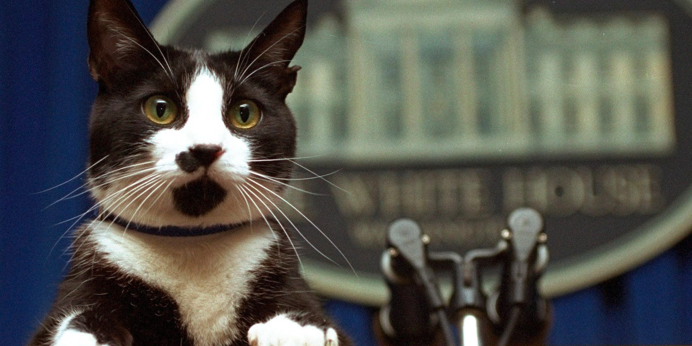 Bill Clinton's cat, Socks, at the White House podium in 1994.