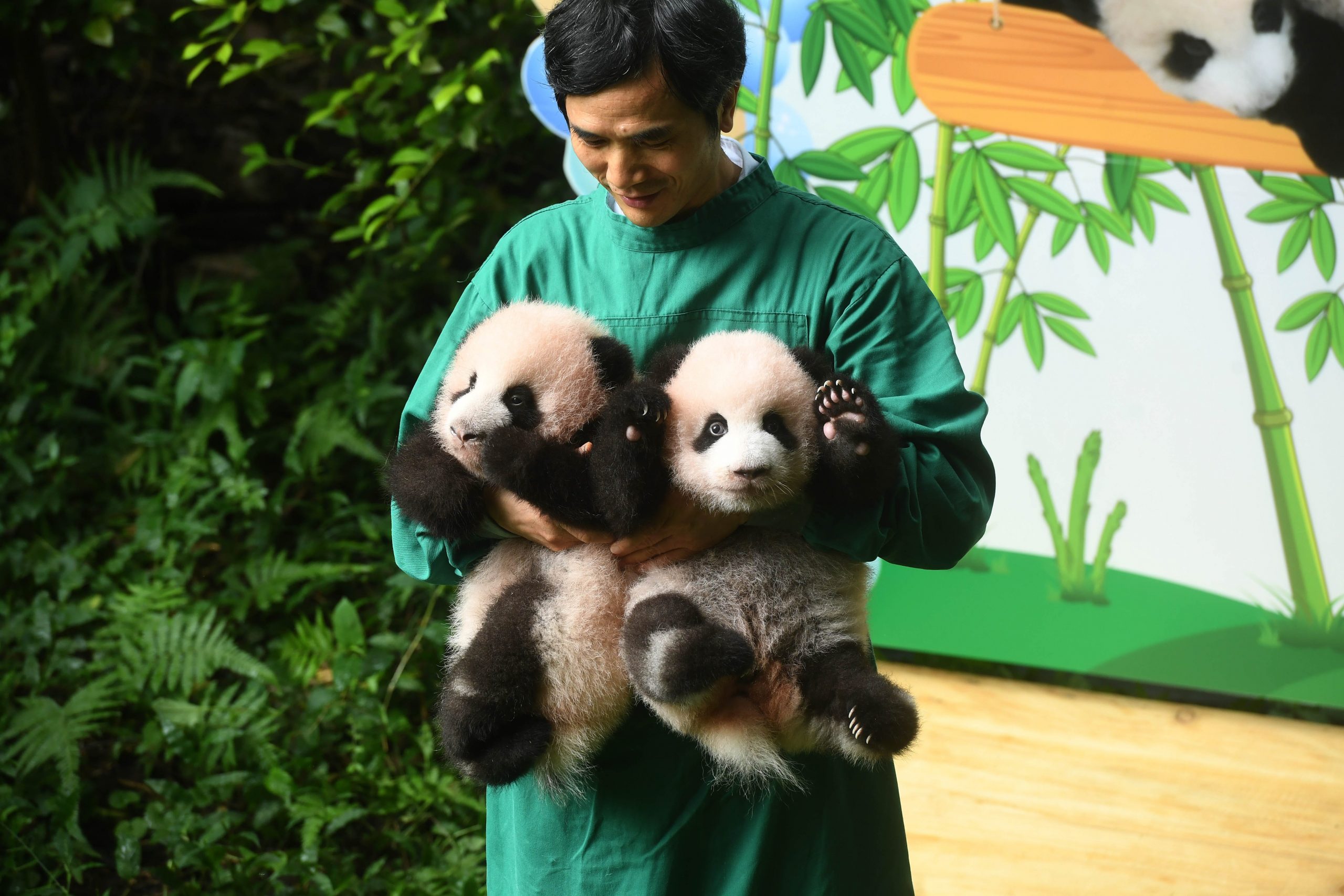 baby pandas being held by zoo worker in Chinese zoo