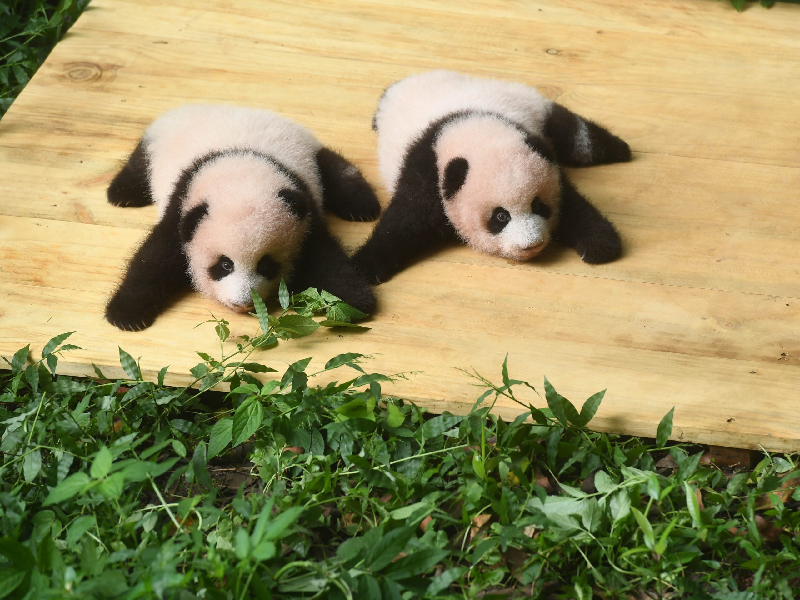 Pandas at Chongqing Zoo