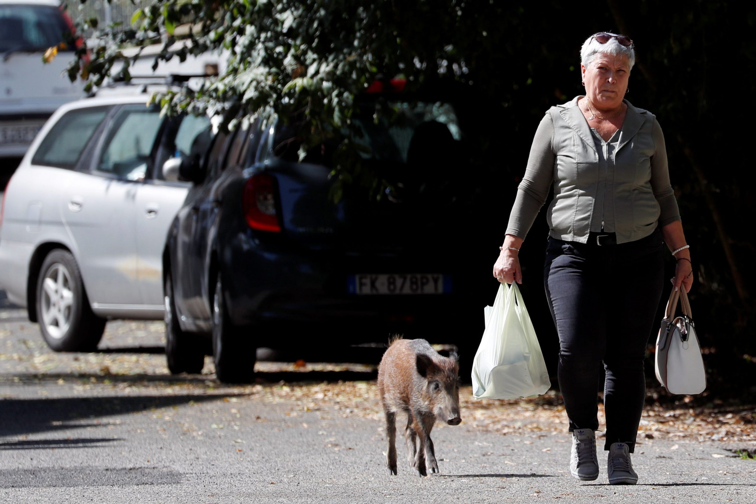 Boar in Rome