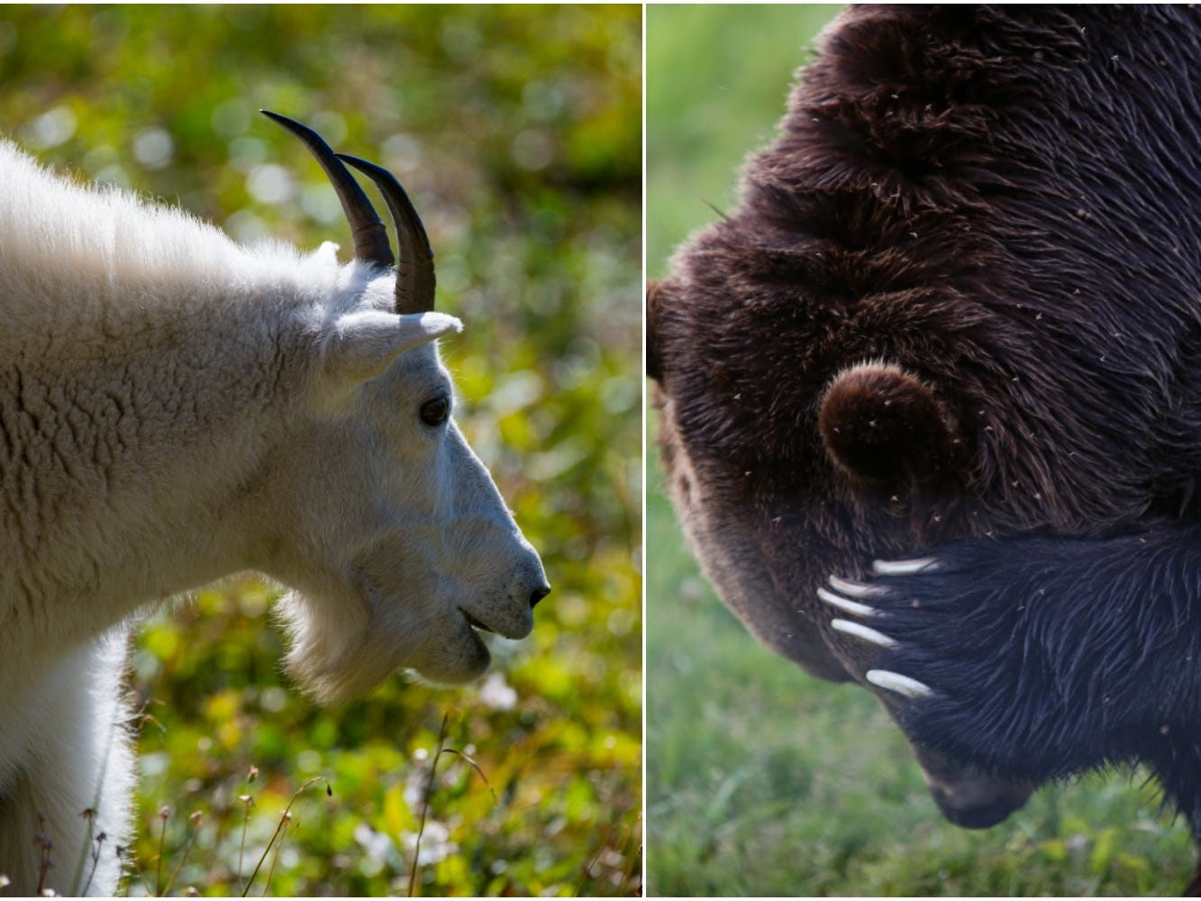 Mountain goat vs. grizzly bear.