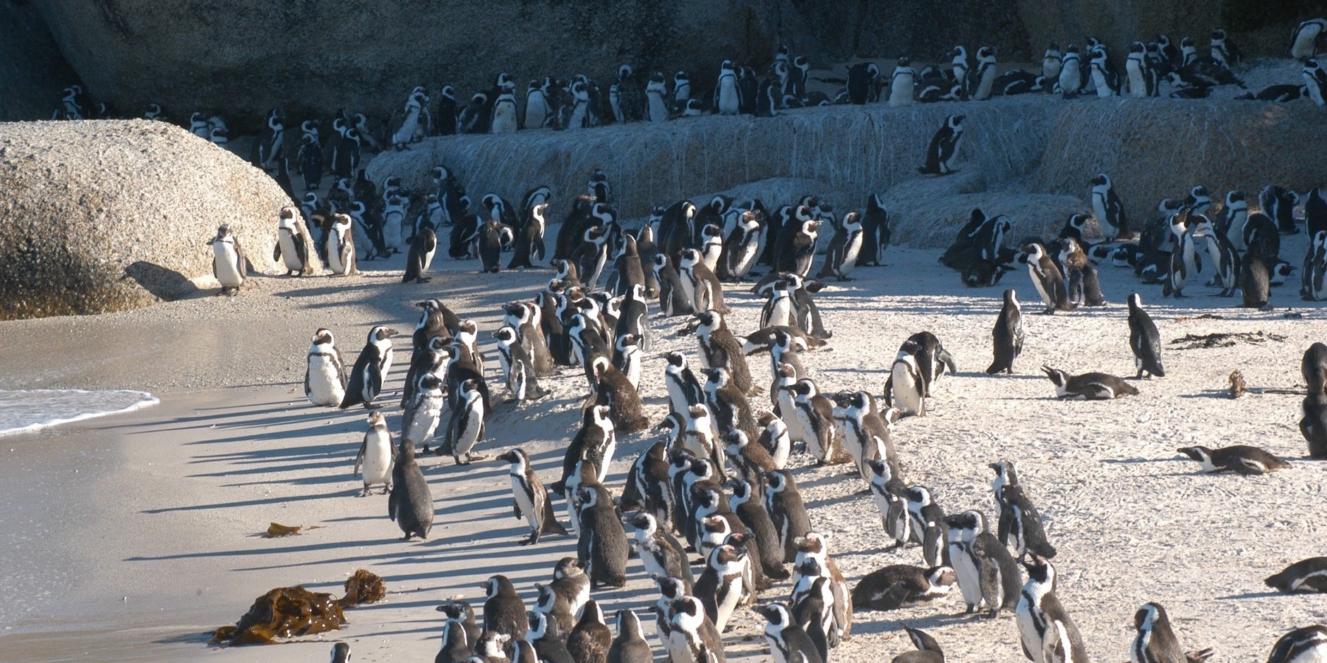 Boulders Beach penguin