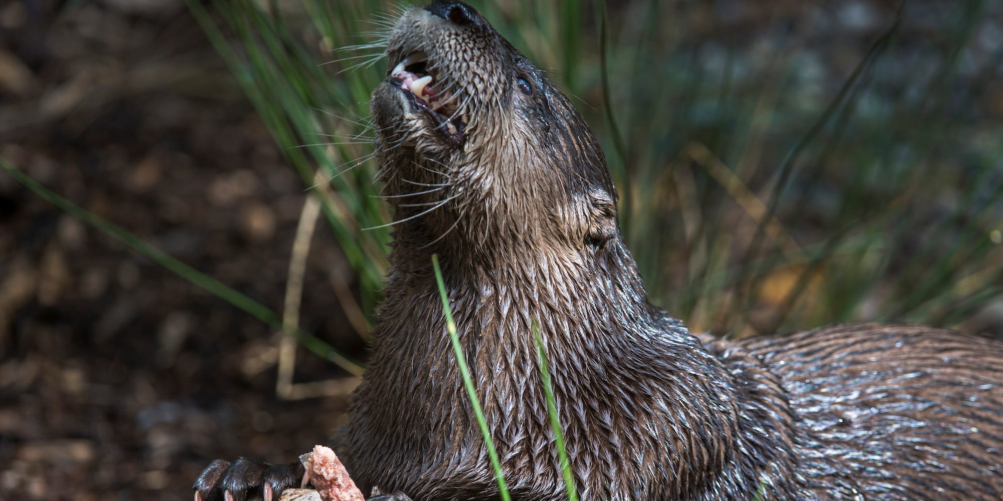 River otter in Washington DC is showing its bottom teeth as it is eating a piece of meat.