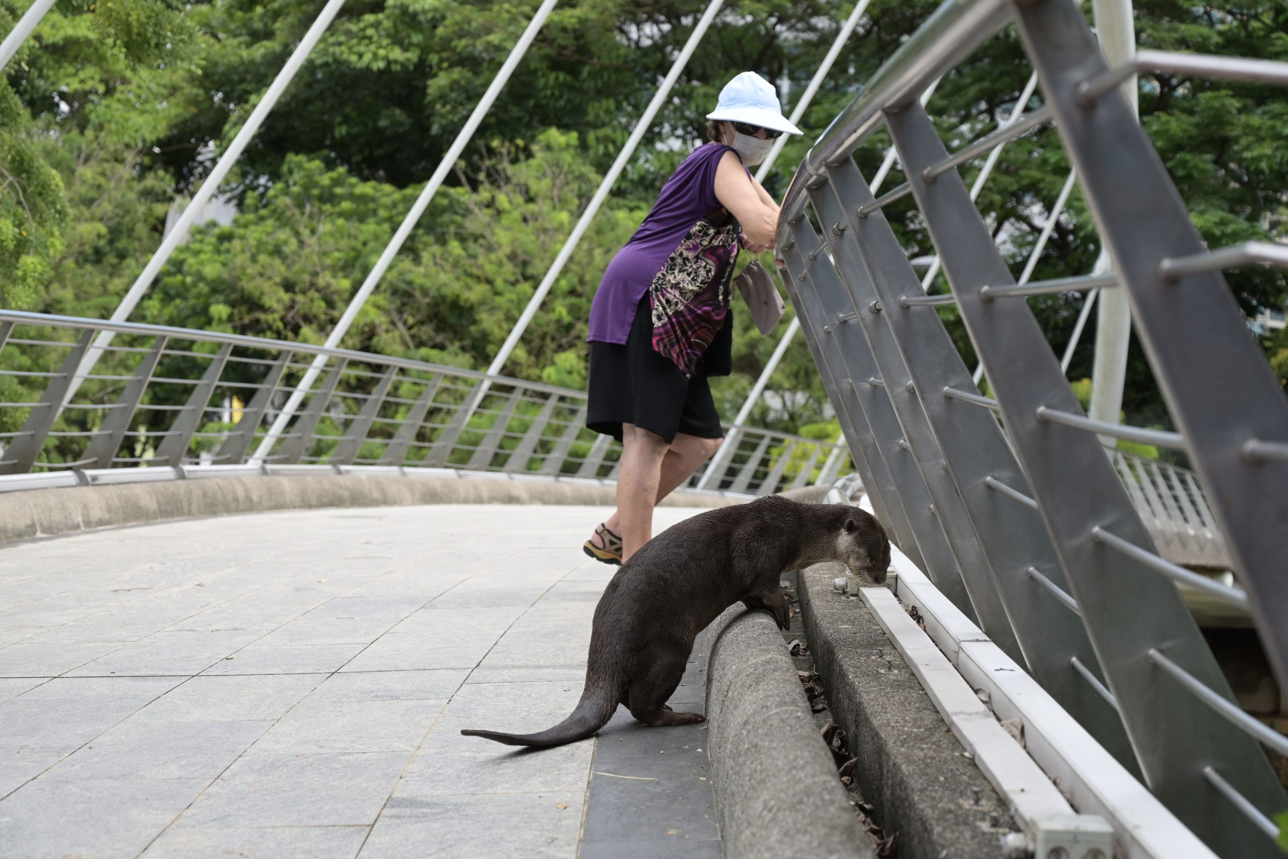 Otter peering over bridge with woman in background