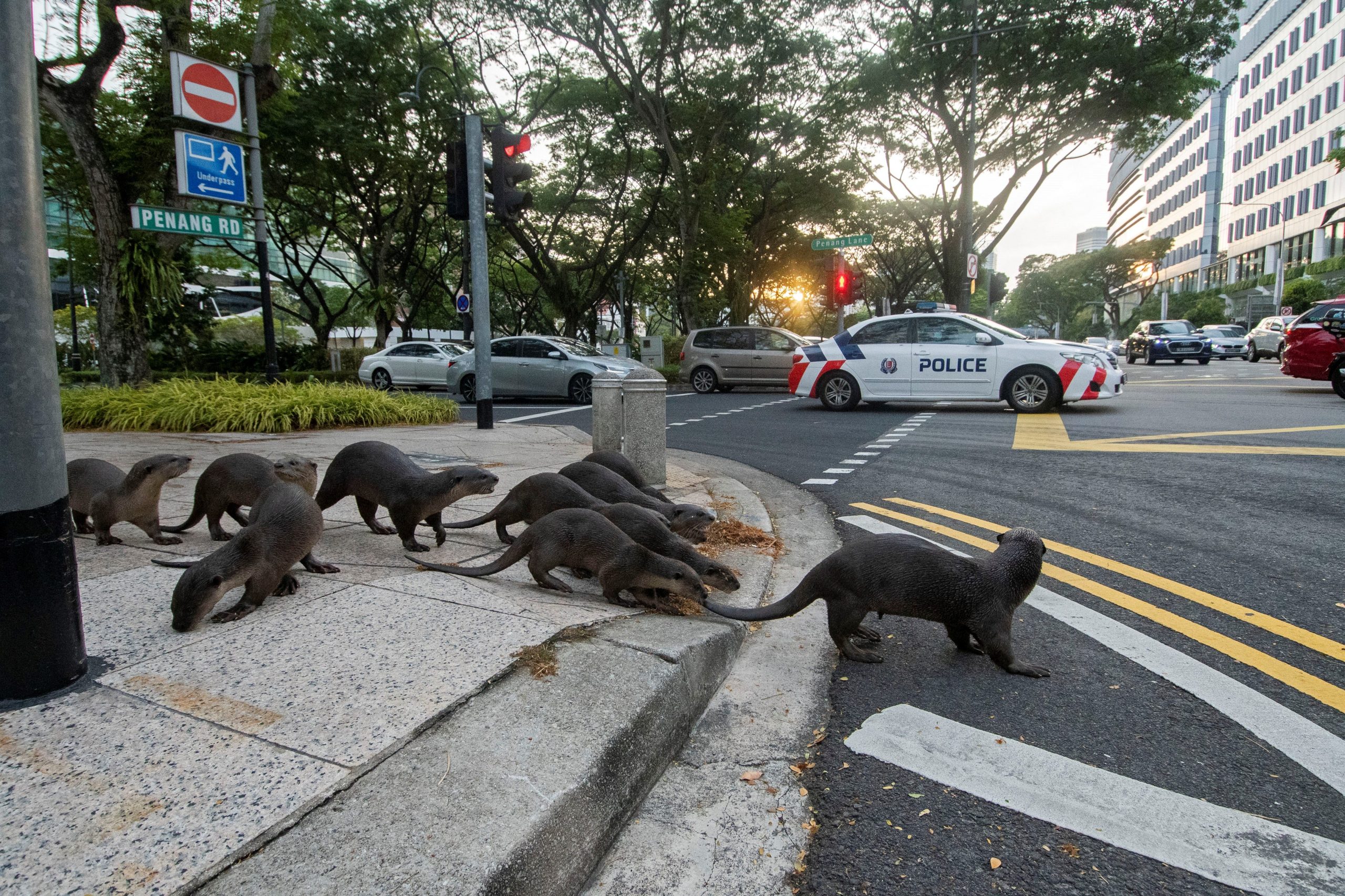 Pack of otters crossing a Singapore street intersection