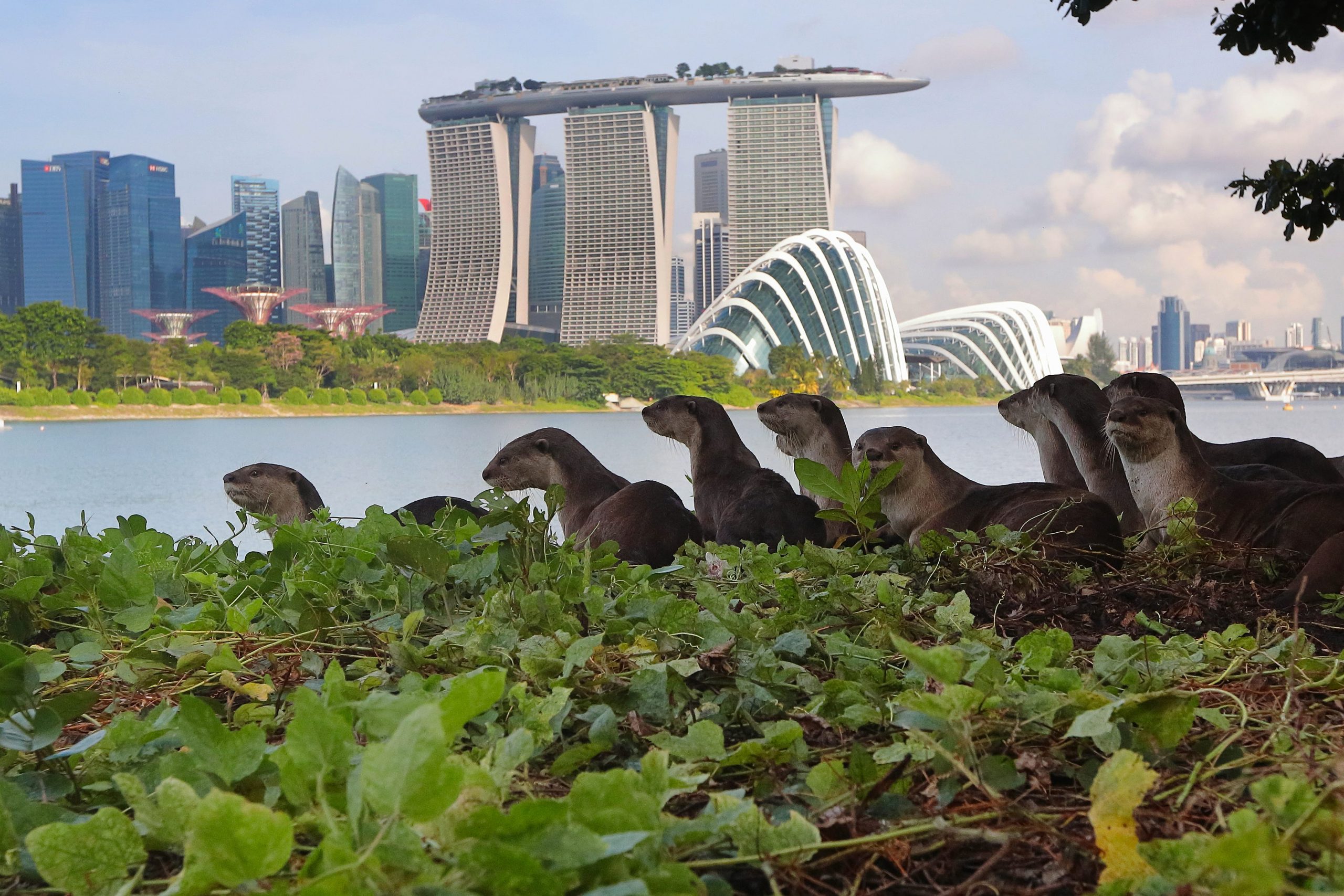 Singapore otters with Marina Bay Sands hotel in background