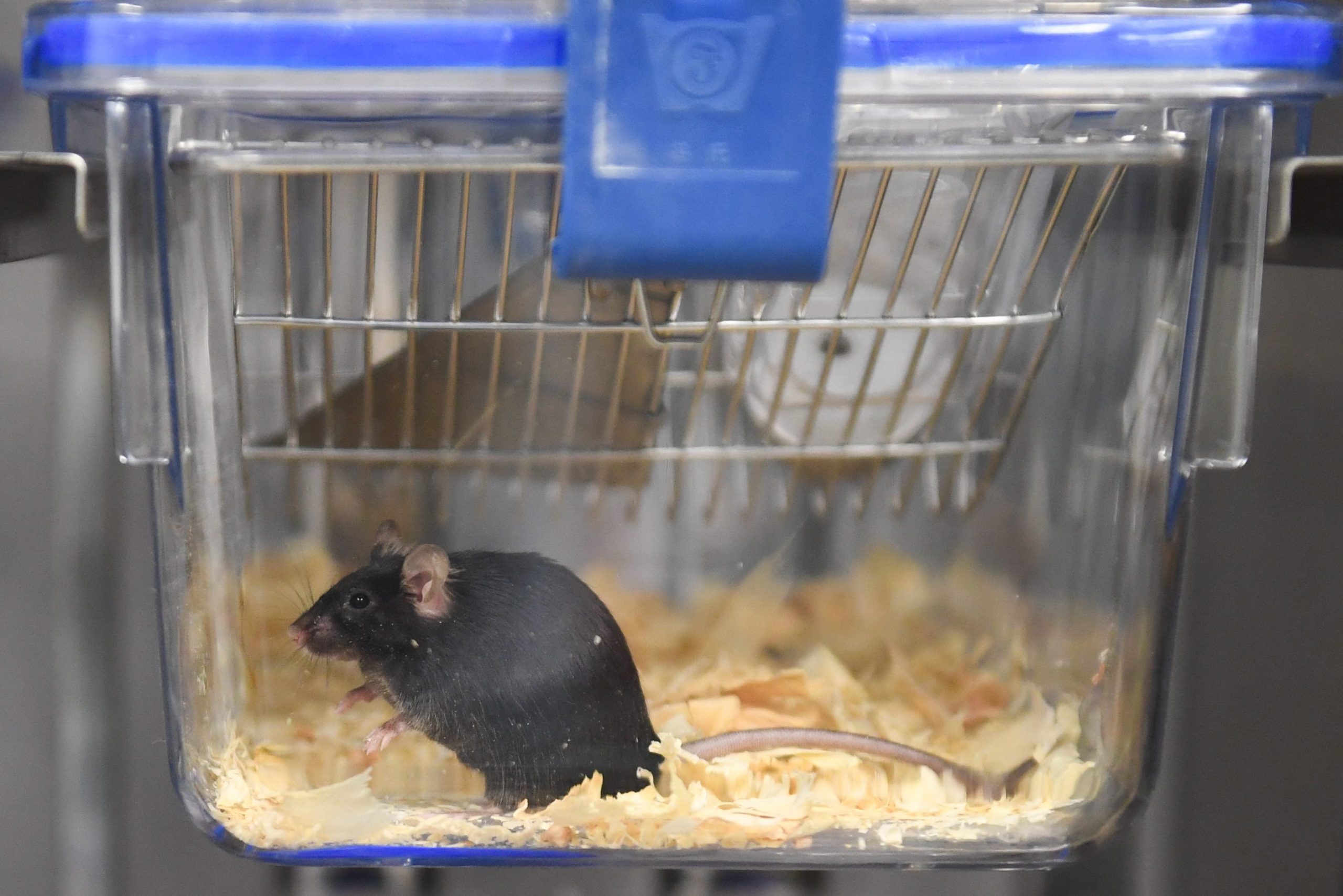 mouse lab study