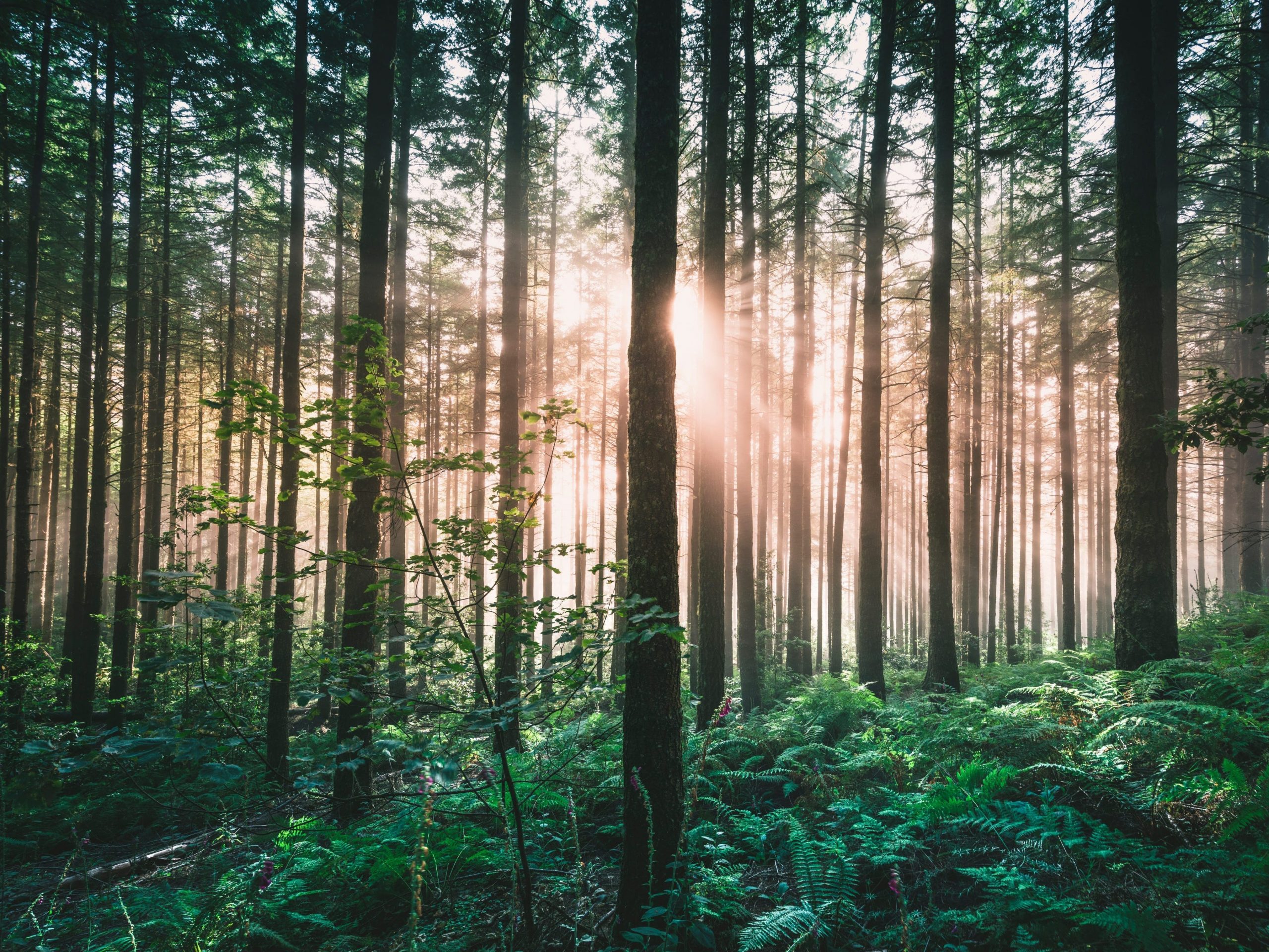 Mid-day light streams through a forest of tall trees.